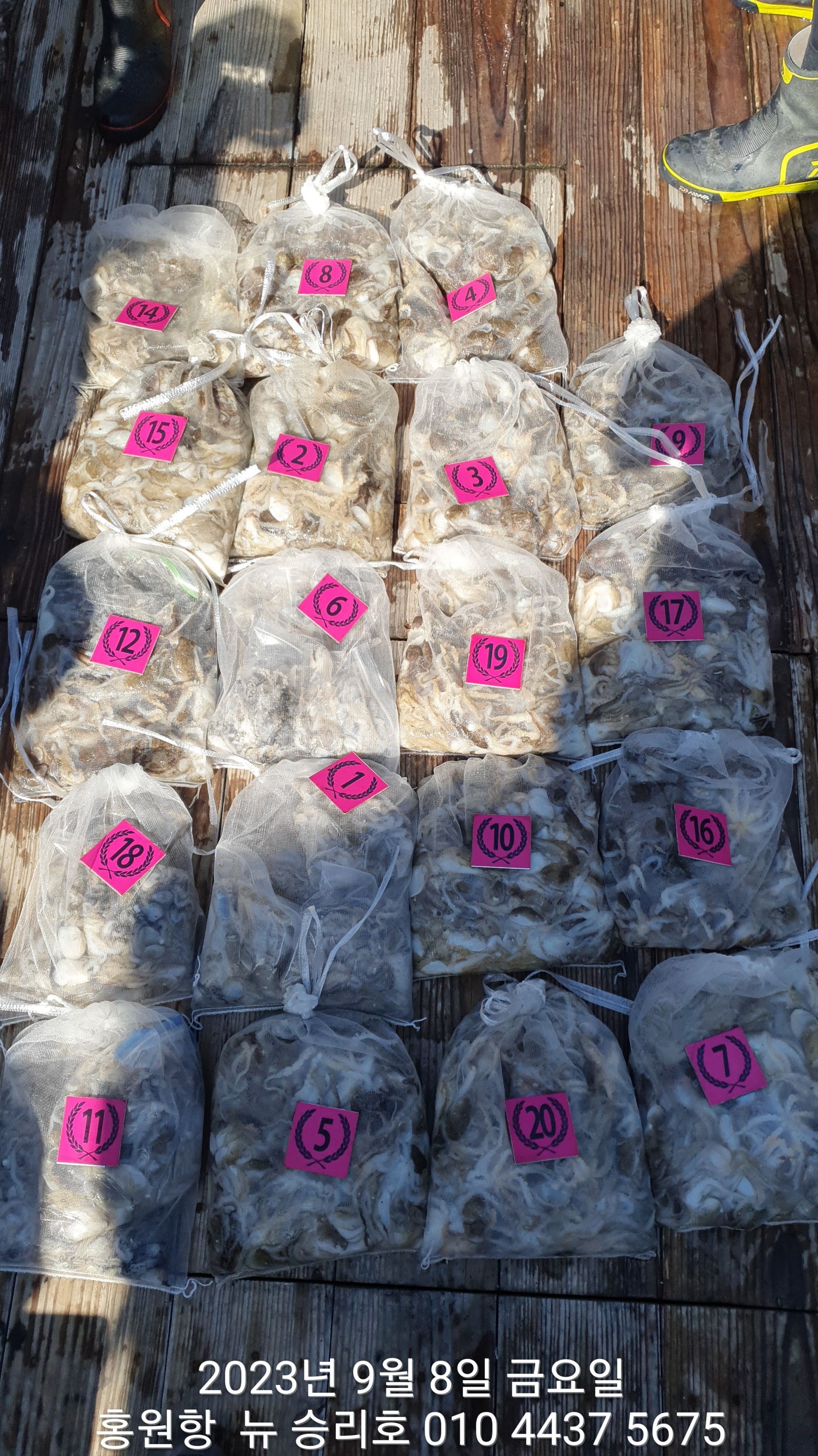 홍원항 요포선단  ^^위풍당당^^ ((뉴~승리호)) 9월8일 쭈꾸미&갑오징어 충~분~`한 망태기조황!!