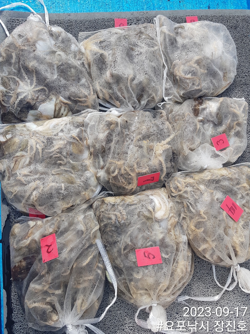 9월17일 홍원항 요포선단 ~제1선단~ ((장진호)) 9분 *전원*  흡~족~~한 망태기 조황입니다!!