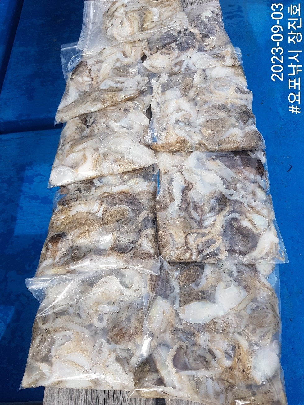 9월3일 홍원항 요포선단 ~제1선단~ 장진호 ~~쭈꾸미~~ 충~분~~한 조황입니다!!