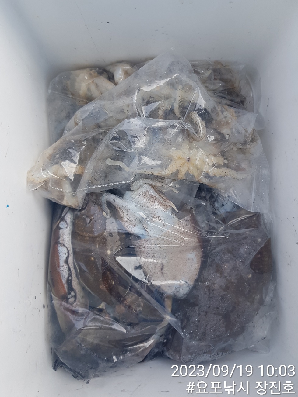 9월19일 홍원항 요포선단 ~제1선단~ ((장진호)) 선장님 *갑오징어&쭈꾸미* 아침 짬낚 조황입니다!!