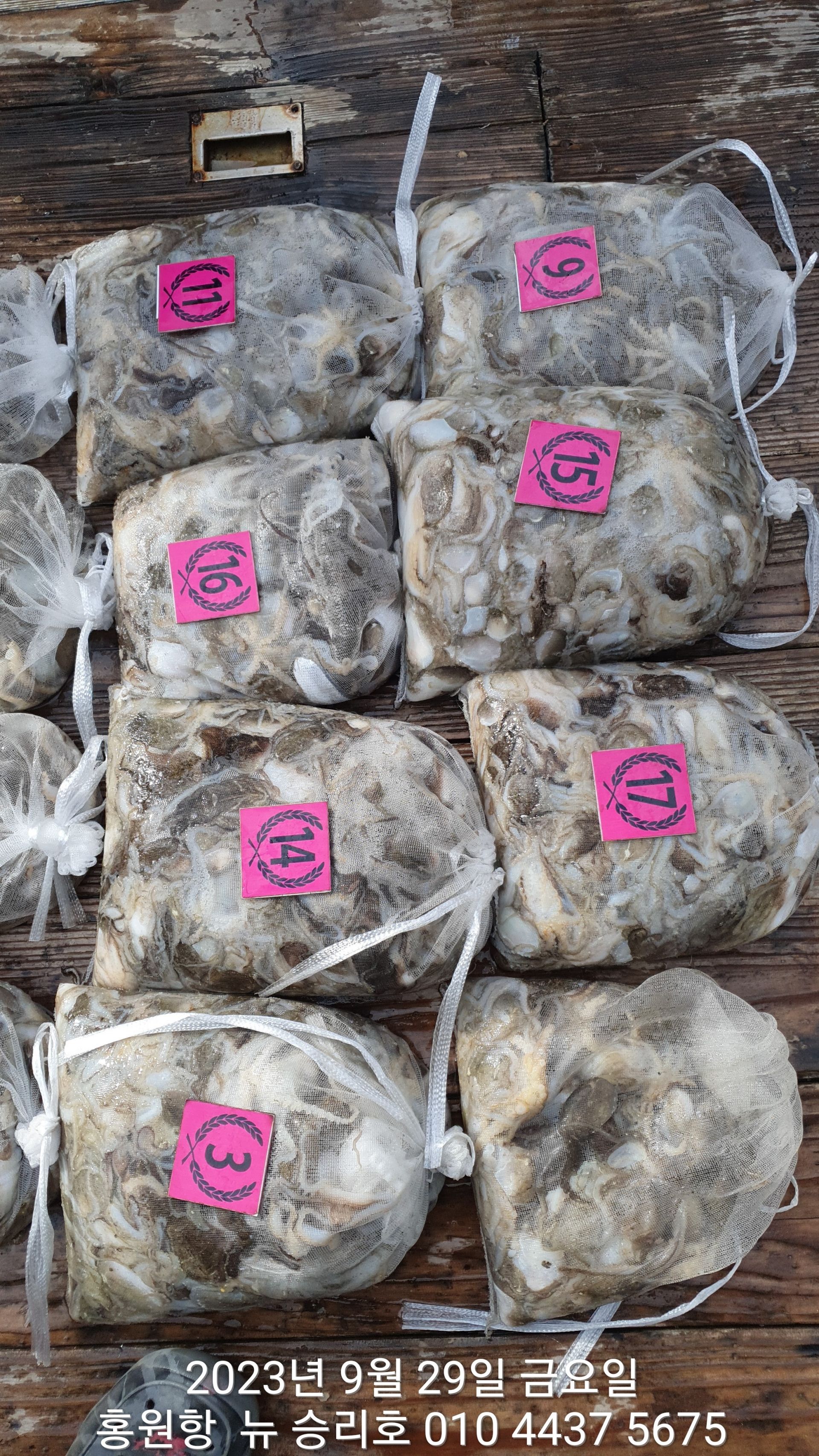 홍원항 ^^위풍당당^^ ((뉴~승리호)) *9/29(추석날)*쭈&갑 망태기 터질 엄~청~~난 조황!!