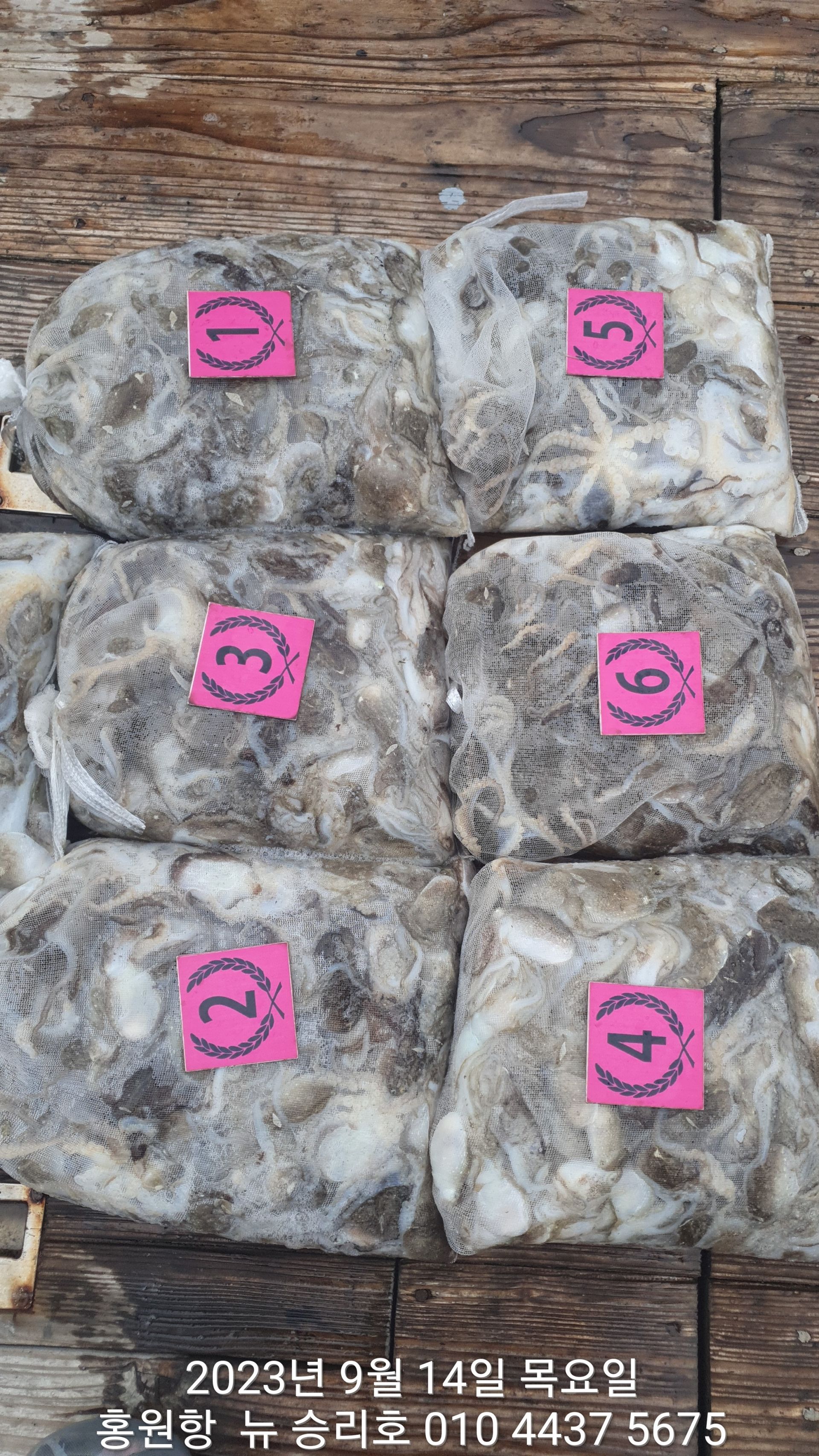 홍원항 ^^위풍당당^^ ((뉴~승리호)) 9월14일 (7인의) 빵~빵~~한 쭈꾸미 망태기 조황!!