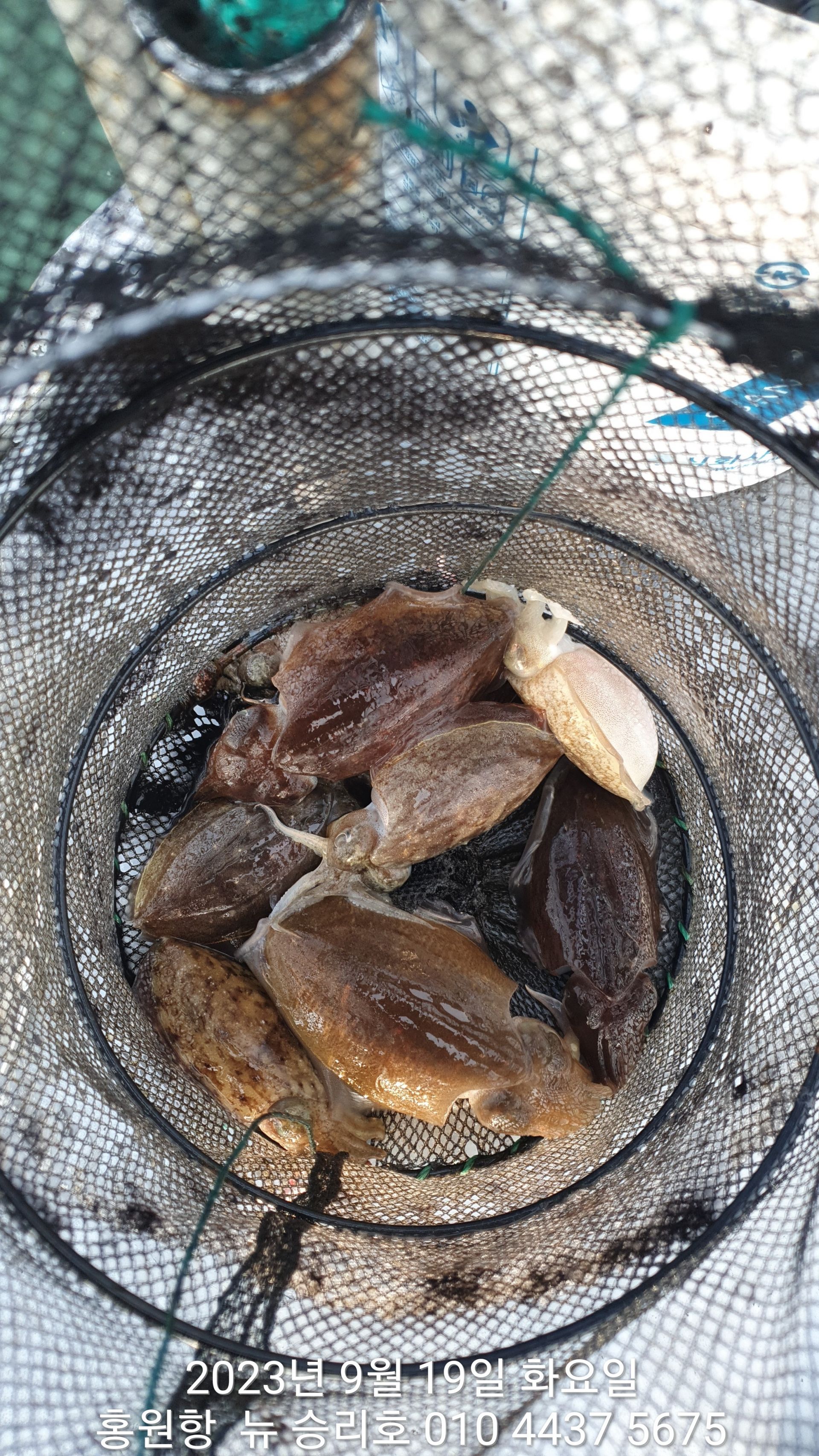 홍원항 ^^위풍당당^^ ((뉴~승리호)) *갑오징어&쭈꾸미* 19일 아침 1시간 조황올려 드립니다!!