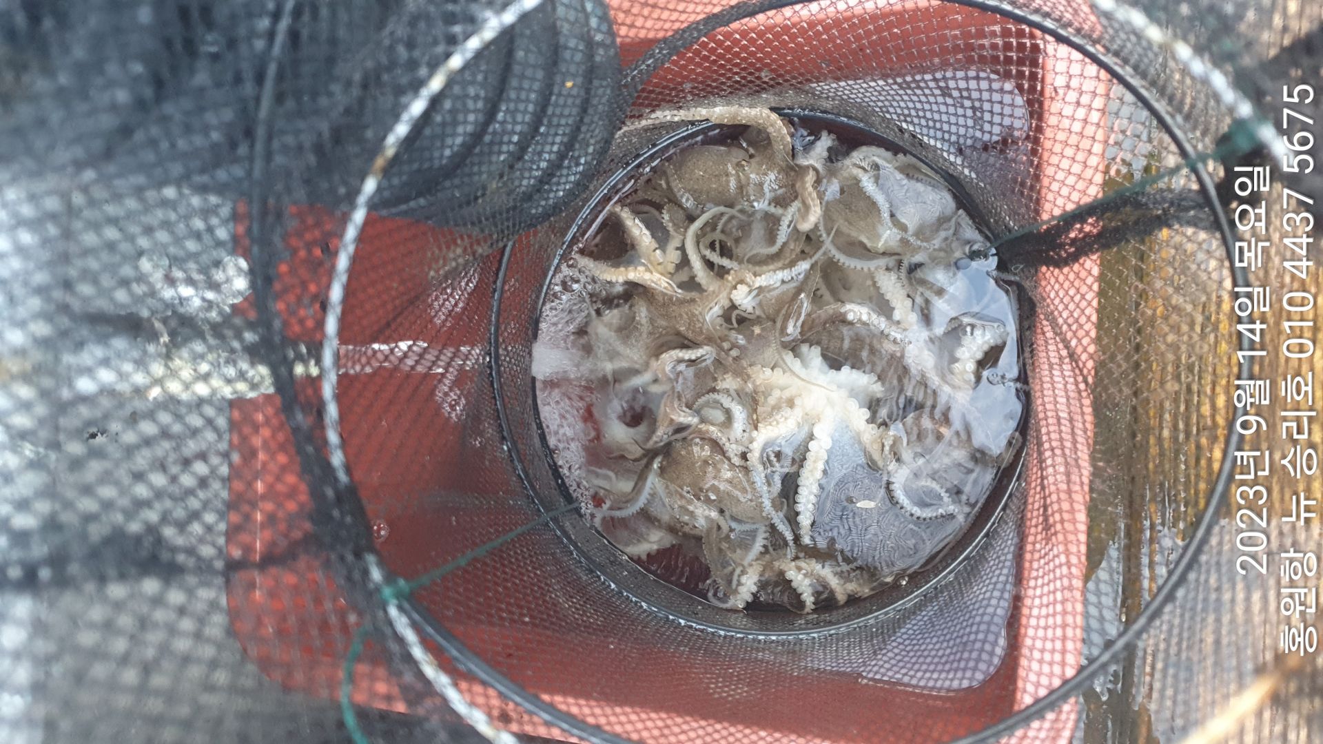 홍원항 ^^위풍당당^^ ((뉴~승리호)) 9/14일 5분의 **1시간** 홧~팅~~조황 올려 봅니다!!