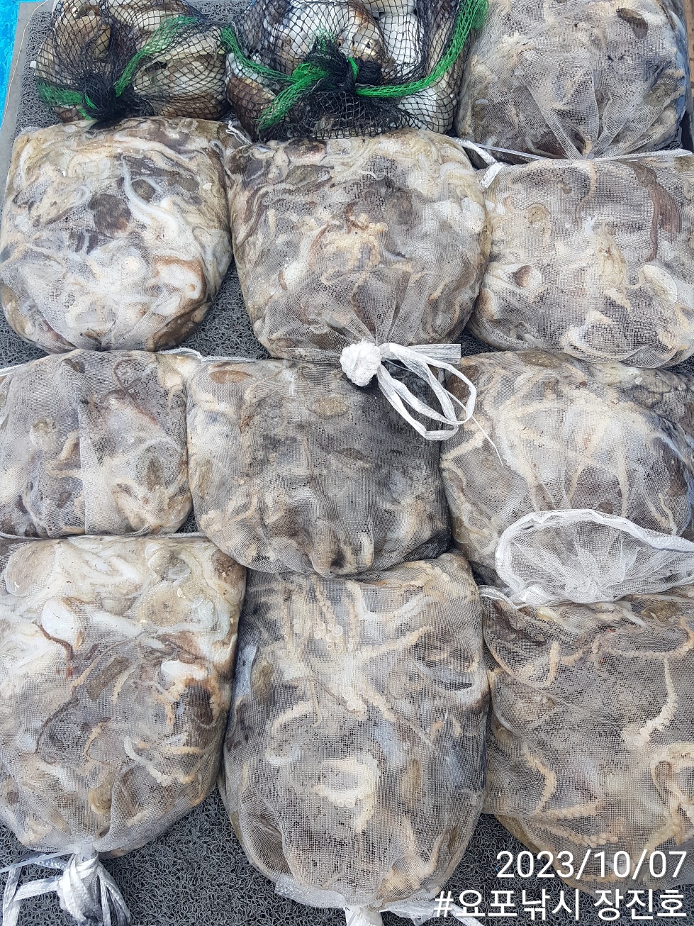 홍원항 요포선단 ~제1선단~ ((장진호)) 10월7일 1인 ^^2망태기^^ 완~벽~`한 조황입니다!!