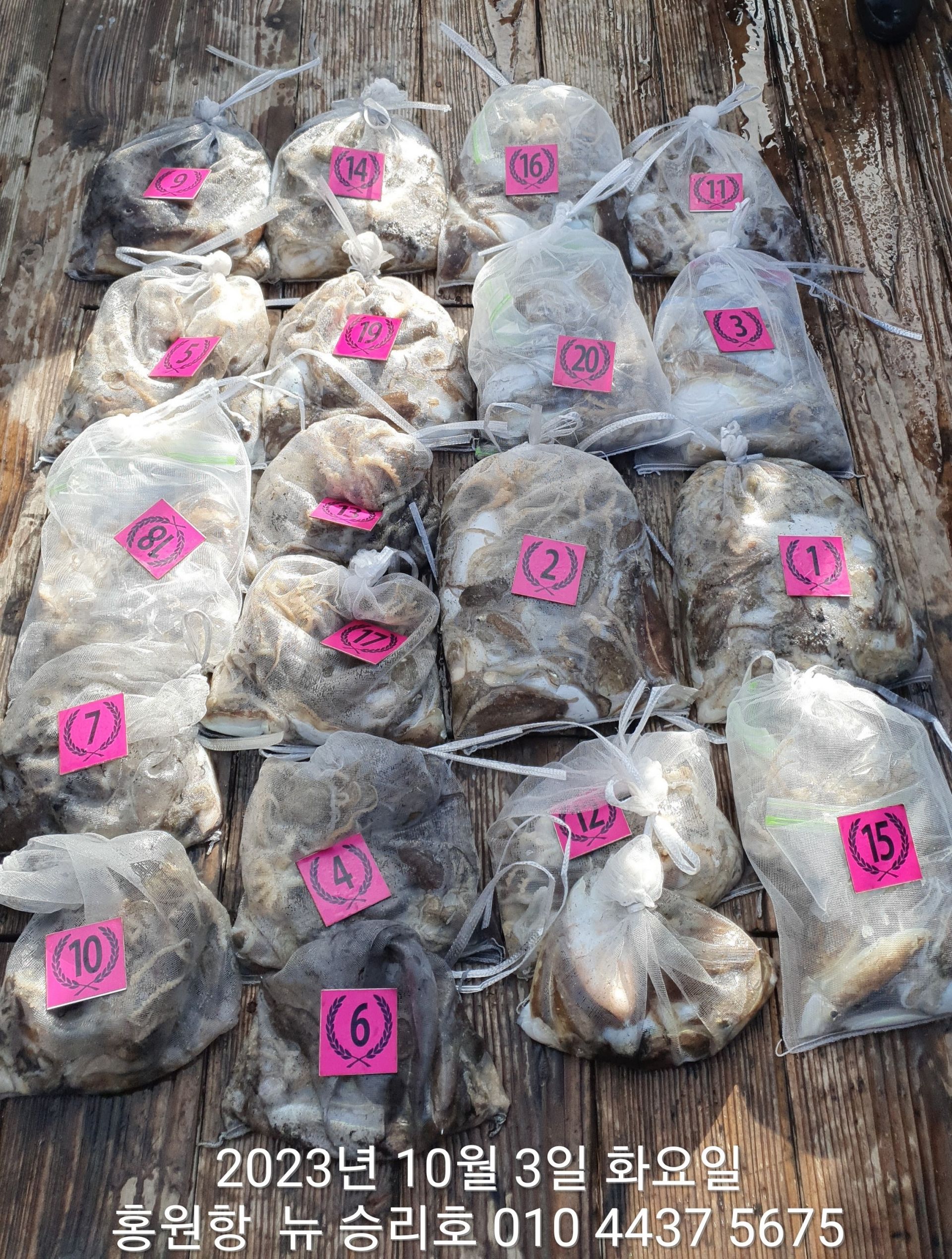 10월3일 홍원항 ^^위풍당당^^ ((뉴~승리호)) *갑오징어&쭈꾸미*  충~분~`한 망태기조황!!