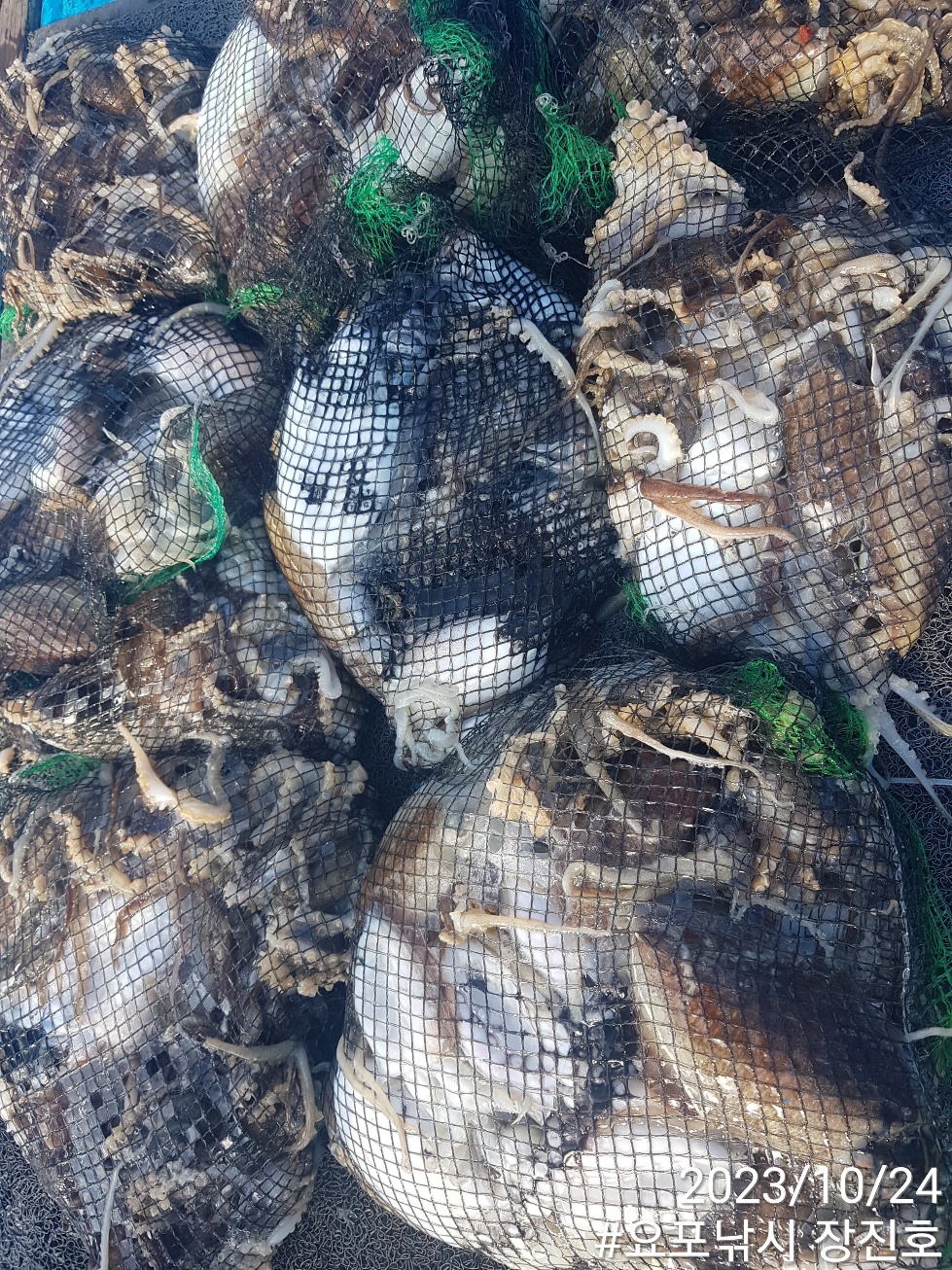 ~~~홍원항~~~ 요포선단*제1선단* ((장진호)) 10월24일^왕~갑이&쭈꾸미^ 망태기 터~질~ 조황!!