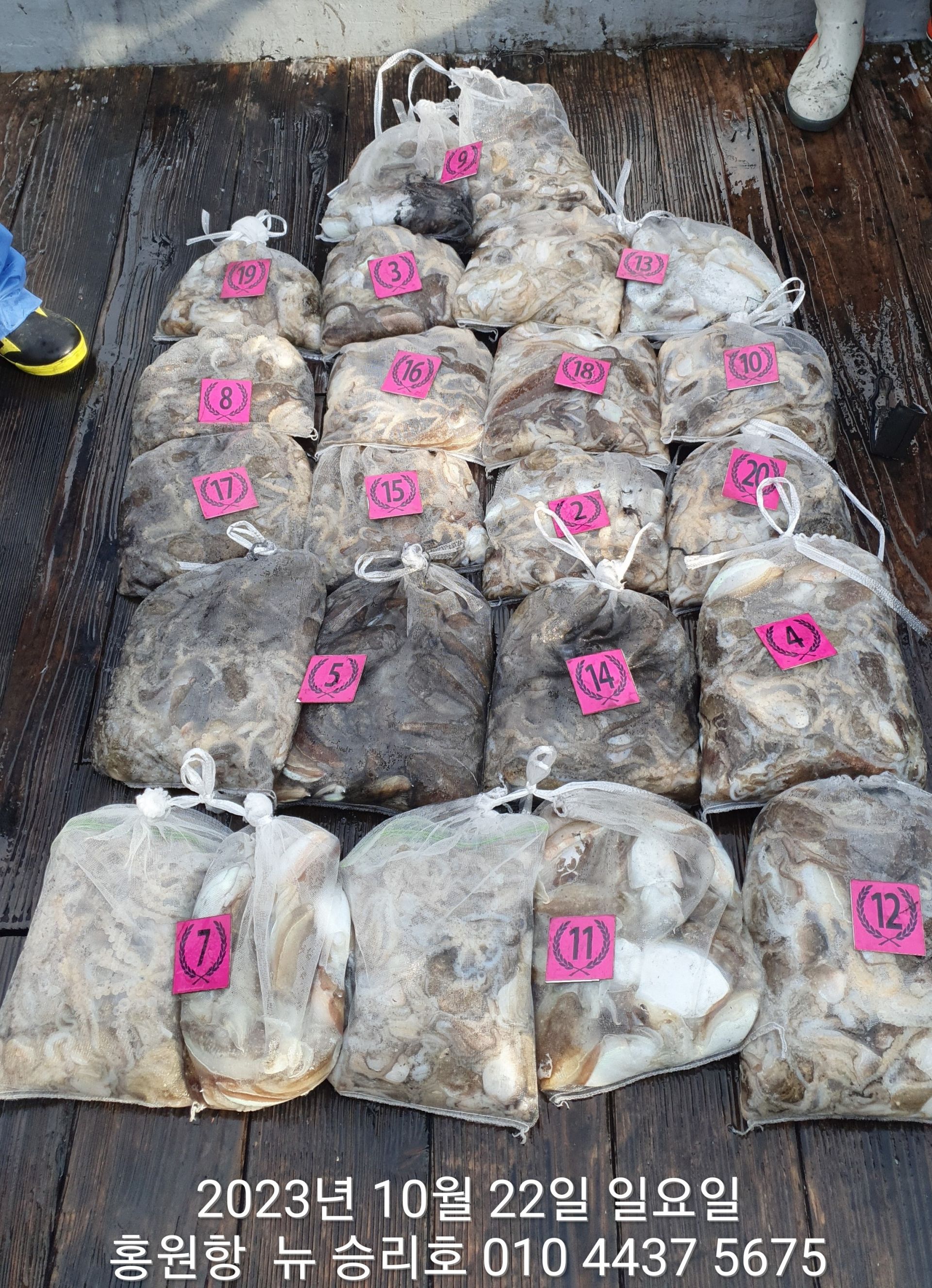 ~~~홍원항 ~~~ ^^위풍당당^^ ((뉴~승리호)) 10월22일 *갑이&쭈꾸미* 만~족~한 망태기 조황!!