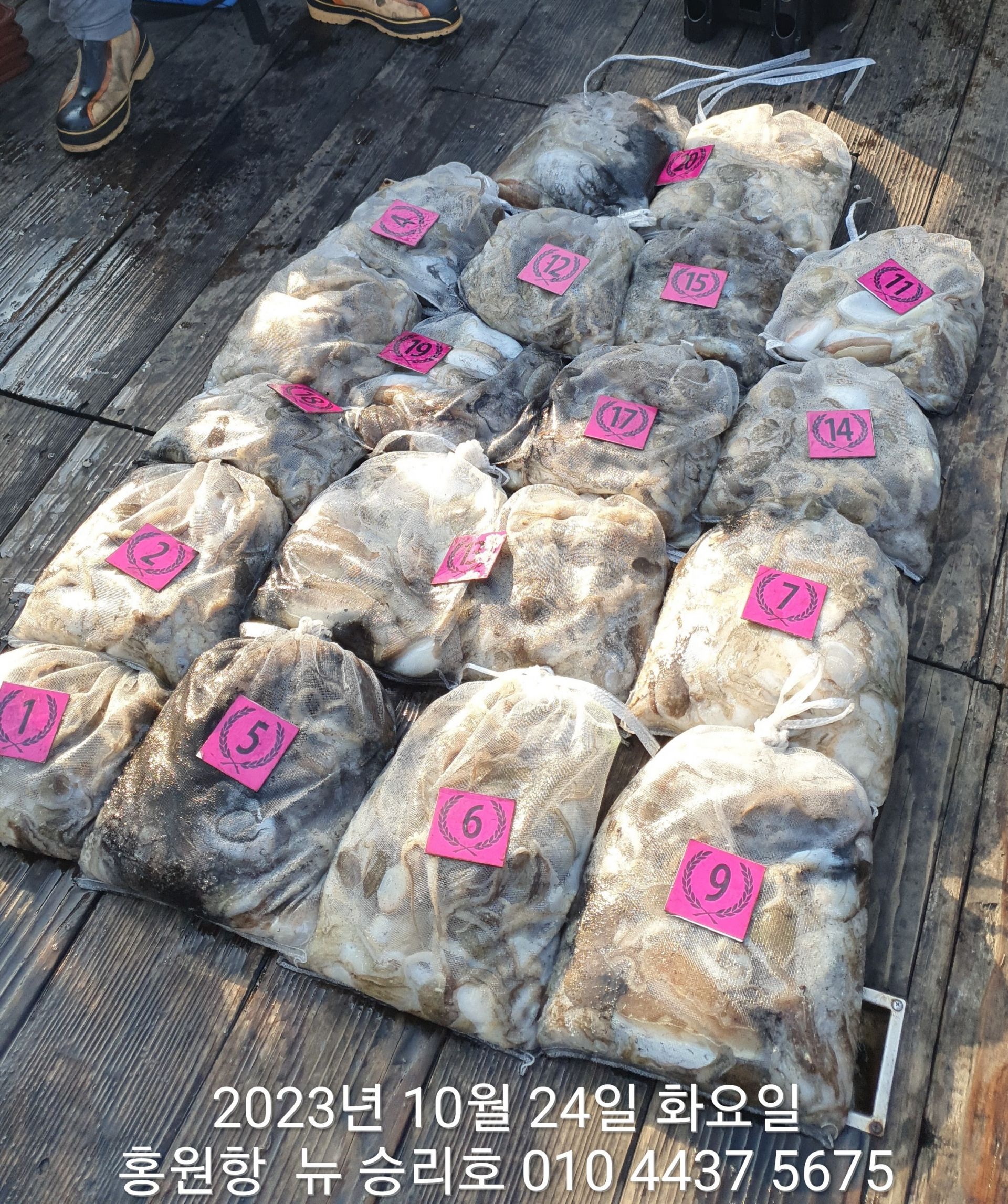 10월24일 홍원항 ^^위풍당당^^(뉴~승리호)) #왕~갑이&쭈꾸미#  완~벽~`한 망태기 조황!!