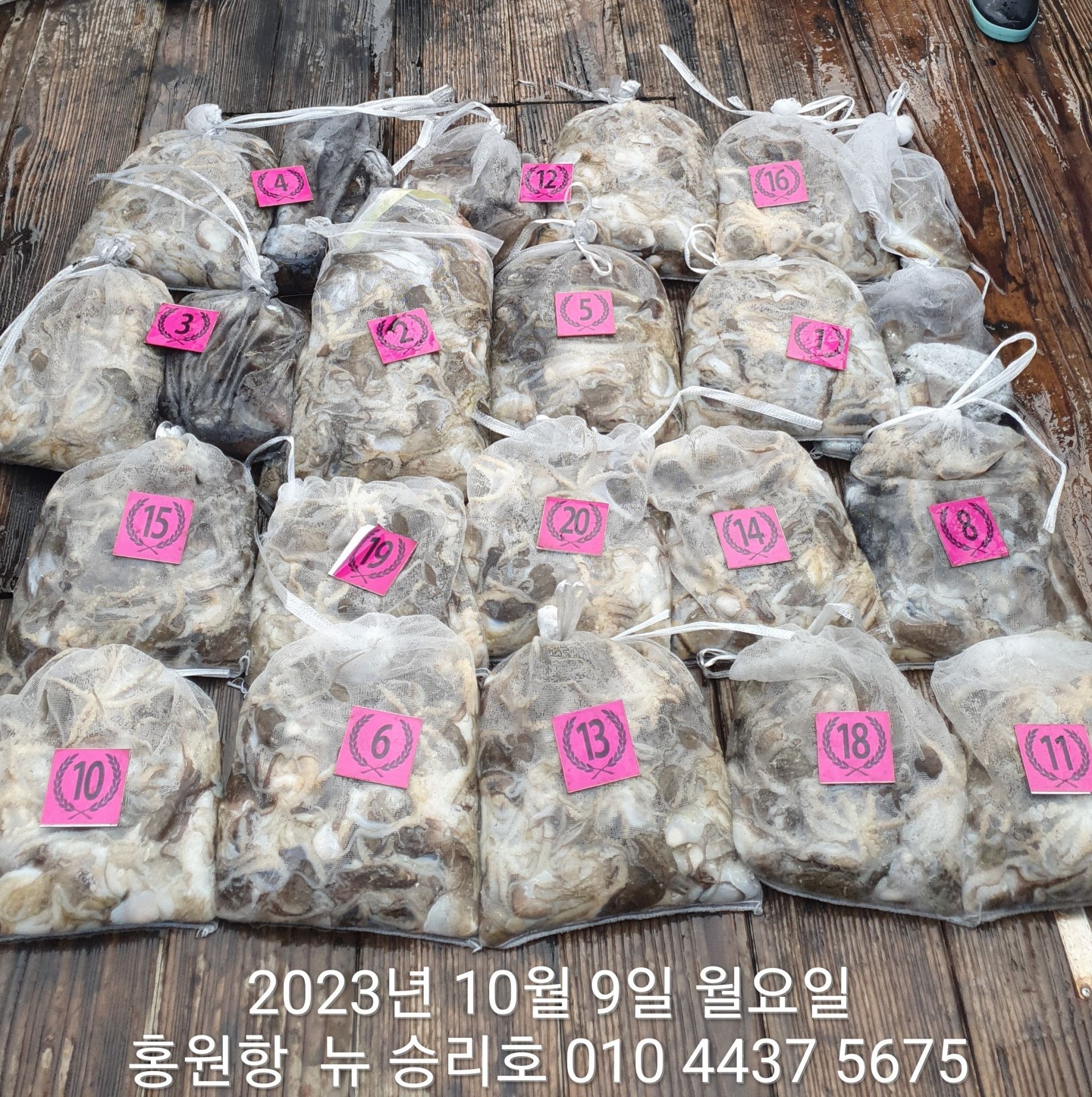 10/9일 홍워항 ^^위풍당당^^ ((뉴~승리호)) *갑이1망&쭈꾸미1망 (1인)2망태기 대~박~~조황!!