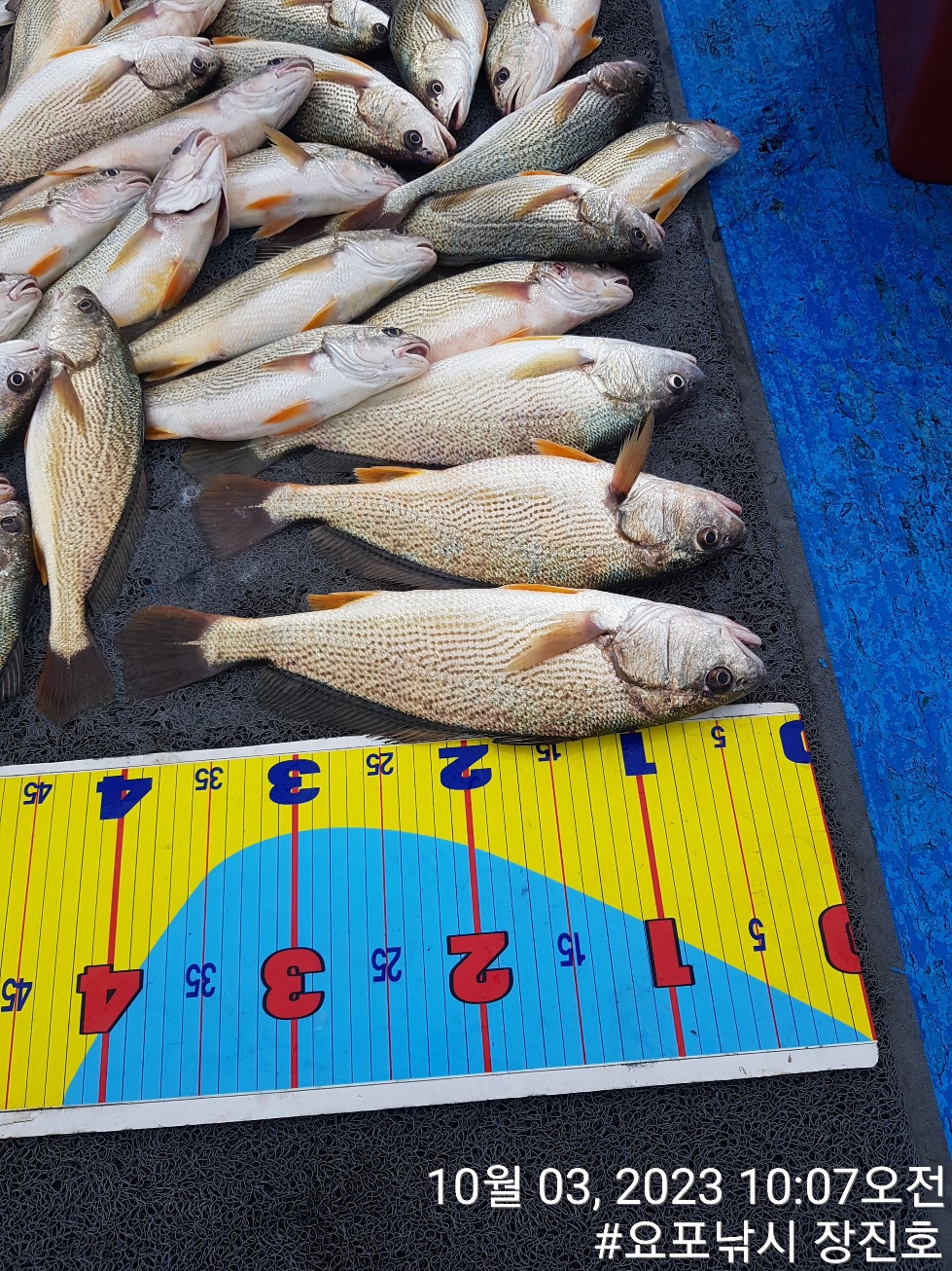 홍원항 요포선단~제1선단~ ((장진호)) 선박 점검후 선장님 *왕~부세* 아침 짬낚