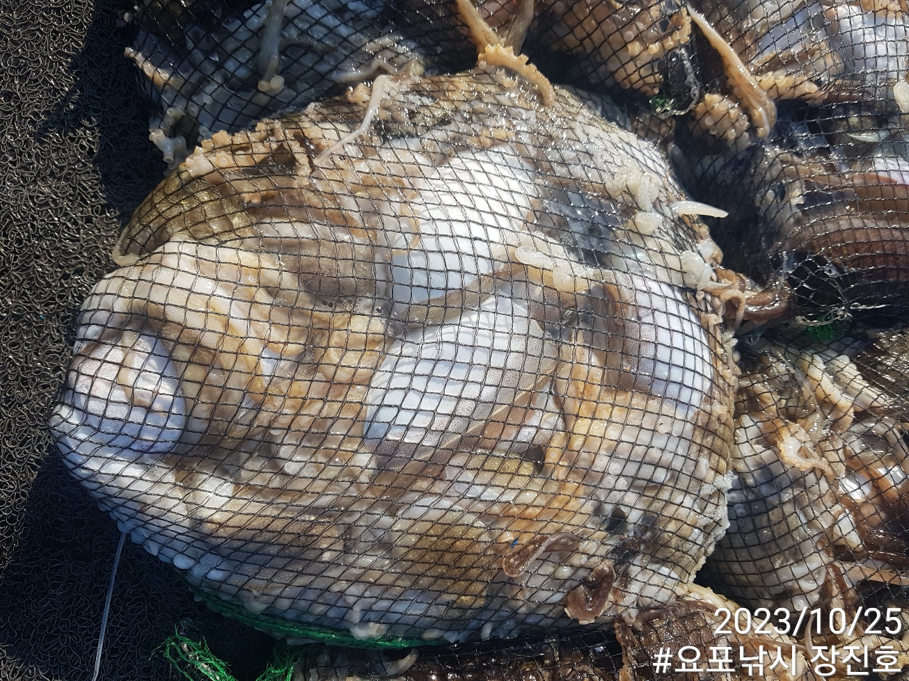 ~~~홍원항~~~ 요포선단~제1선단~ ((장진호)) 5분의 *왕~갑이&쭈꾸미* 만~족~한 망태기조황!!