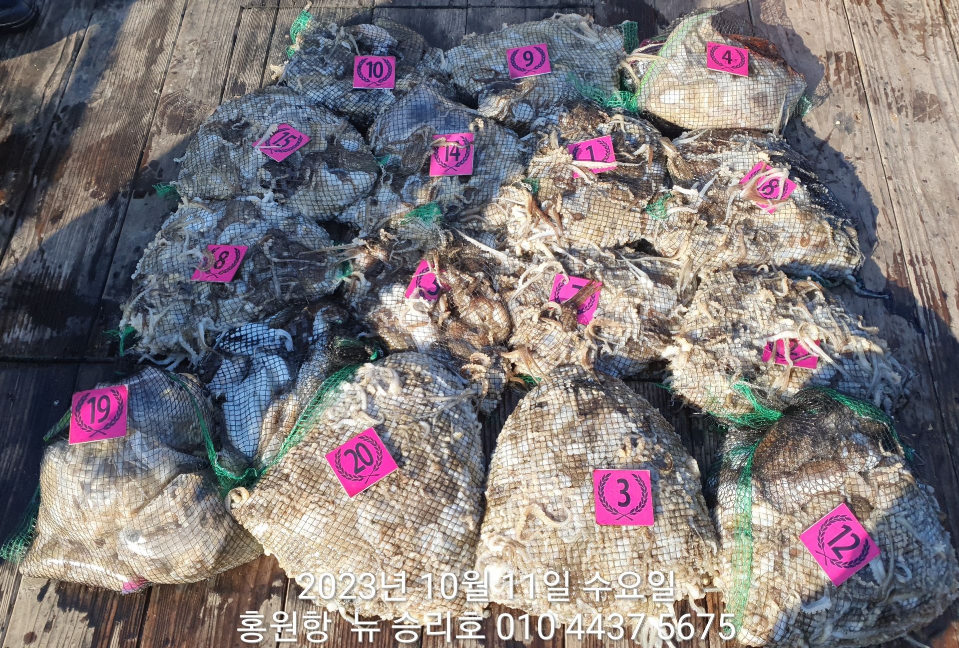 ~~~홍원항~~~ ^^위풍당당^^((뉴~승리호)) 10월11일 *갑이와 쭈꾸미* 엄~청~~난 망태기 조황!!