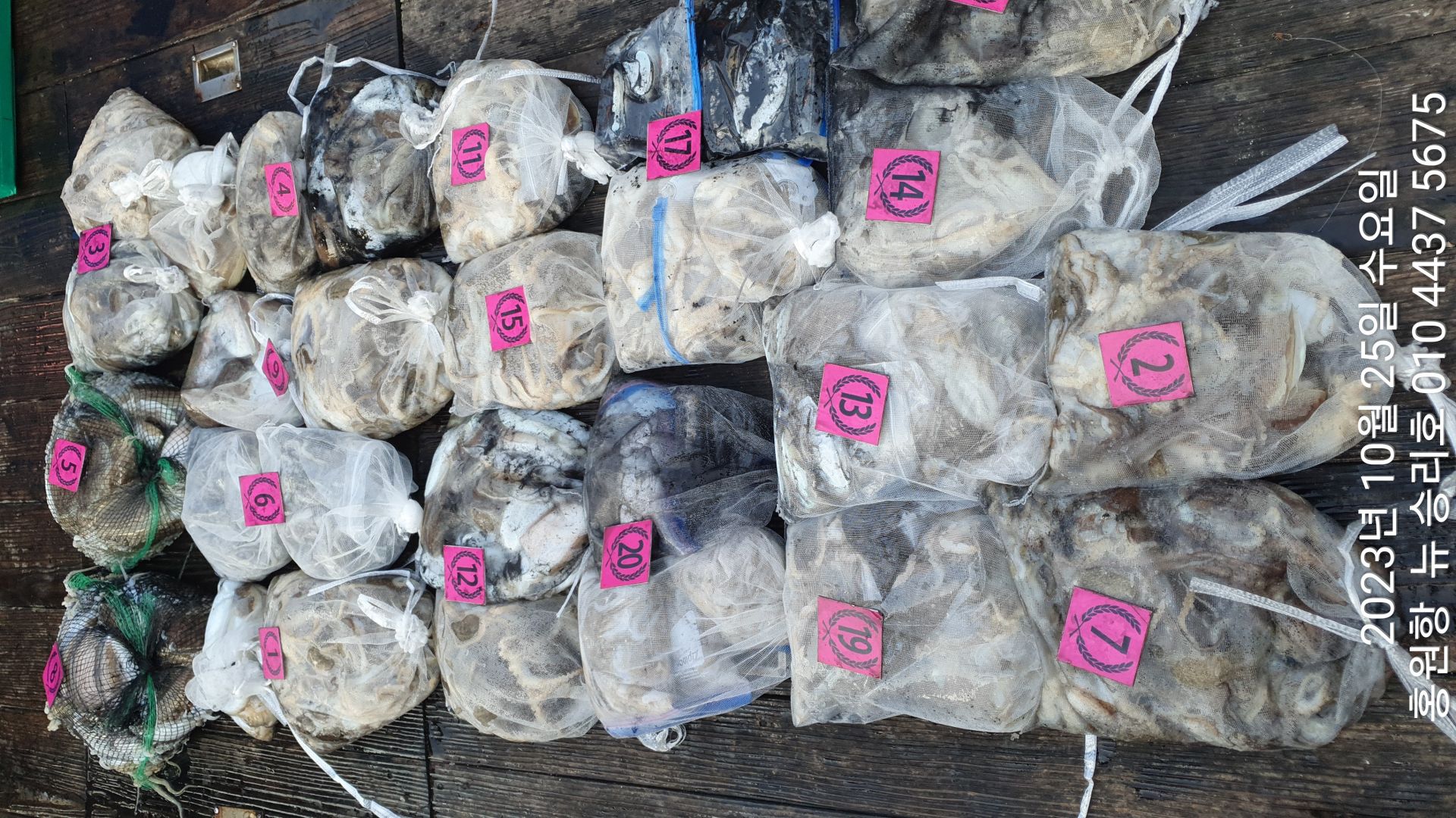 ~~홍원항~~^위풍당당^((뉴~승리호)) 10/25 *왕~갑이&쭈꾸미* (2망태기씩) 완~벽~한 조황!!