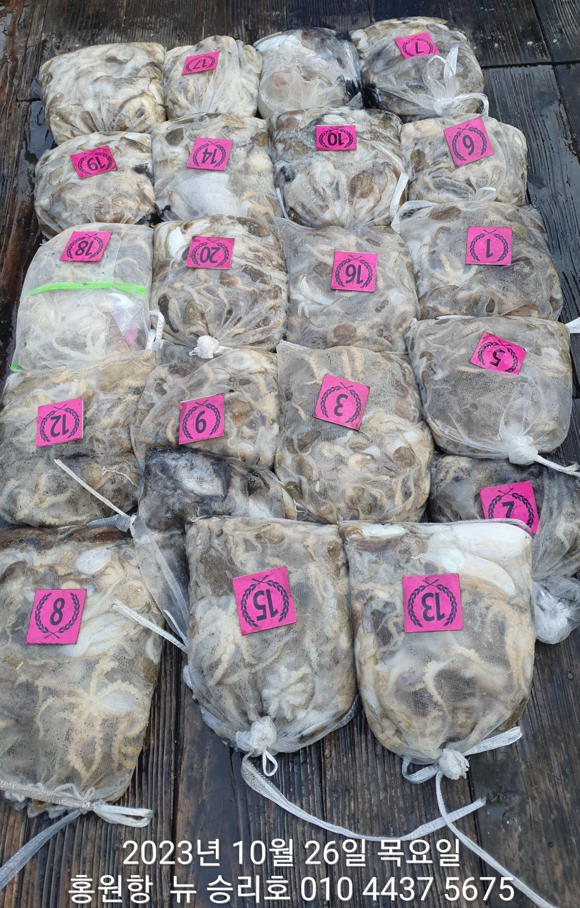 ~~홍원항~~ ^^위풍당당^^((뉴~승리호)) 10/26 *왕~갑이&쭈꾸미* 빵~빵~한 망태기 조황입니다!!