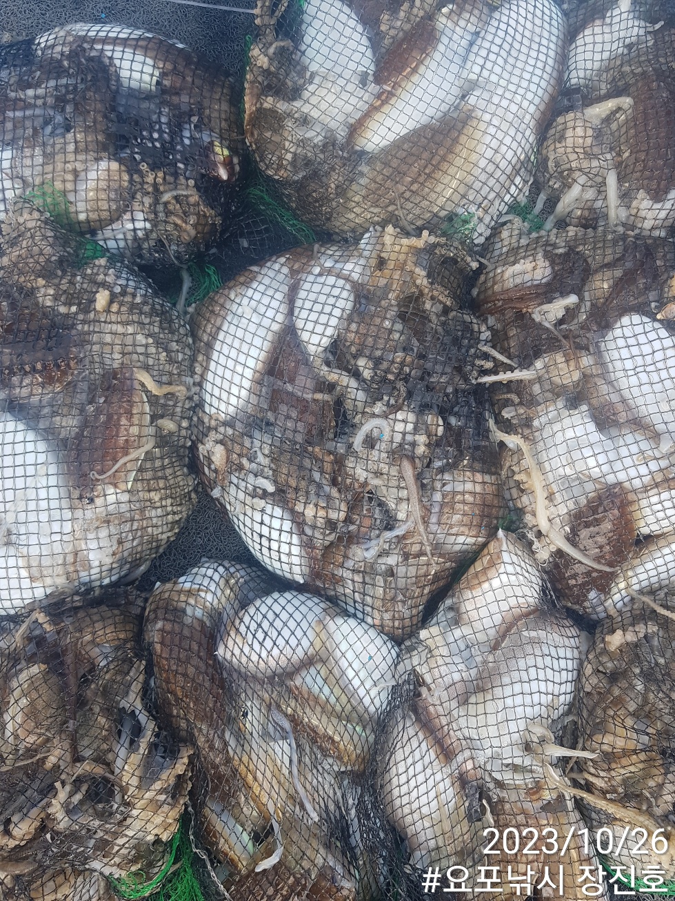 10월26일 ~홍원항~요포선단 ^제1선단^((장진호)) *왕~갑이&쭈꾸미* 만~족~한 망태기 조화입니다!!