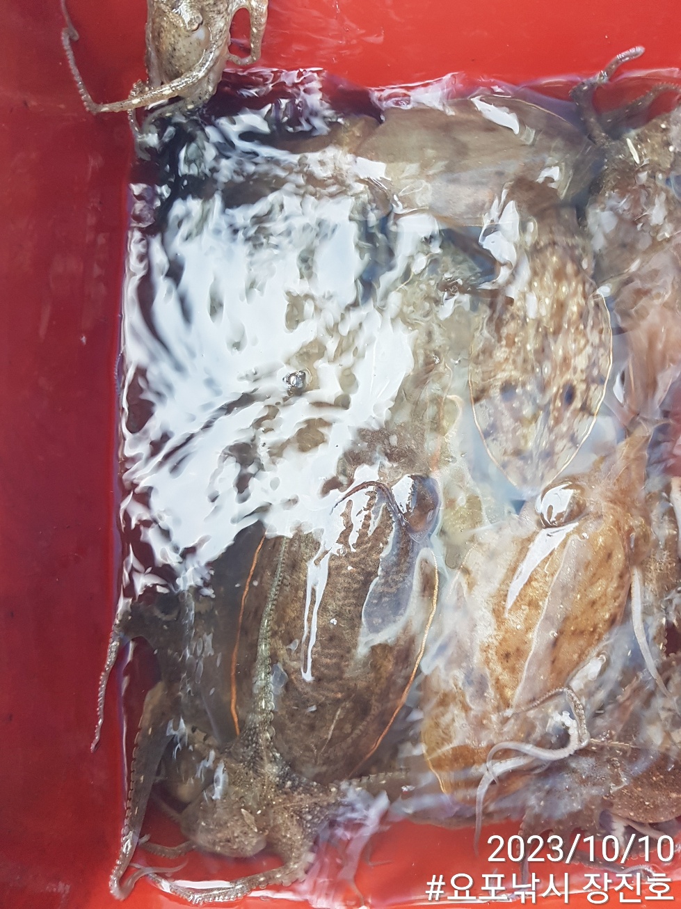10월10일 홍원항 요포선단 ~제1선단~ ((장진호)) 선장님 짬낚 **갑오징어** 조황!!