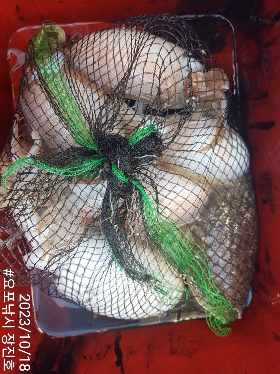 10월18일 홍원항 요포선단~제1선단~ ((장진호)) 선장님 *갑오징어* 포인트확인 짬낚 조황입니다!!