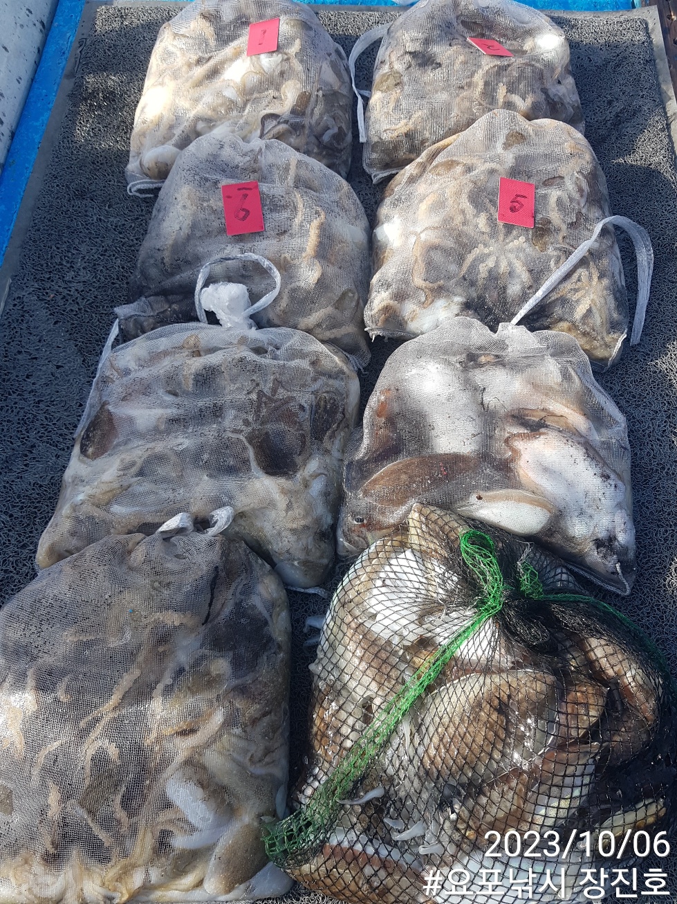 10월6일 홍원항 요포선단 ~제1선단~ ((장진호)) 6분의 엄~청~~난 망태기 조황입니다!!