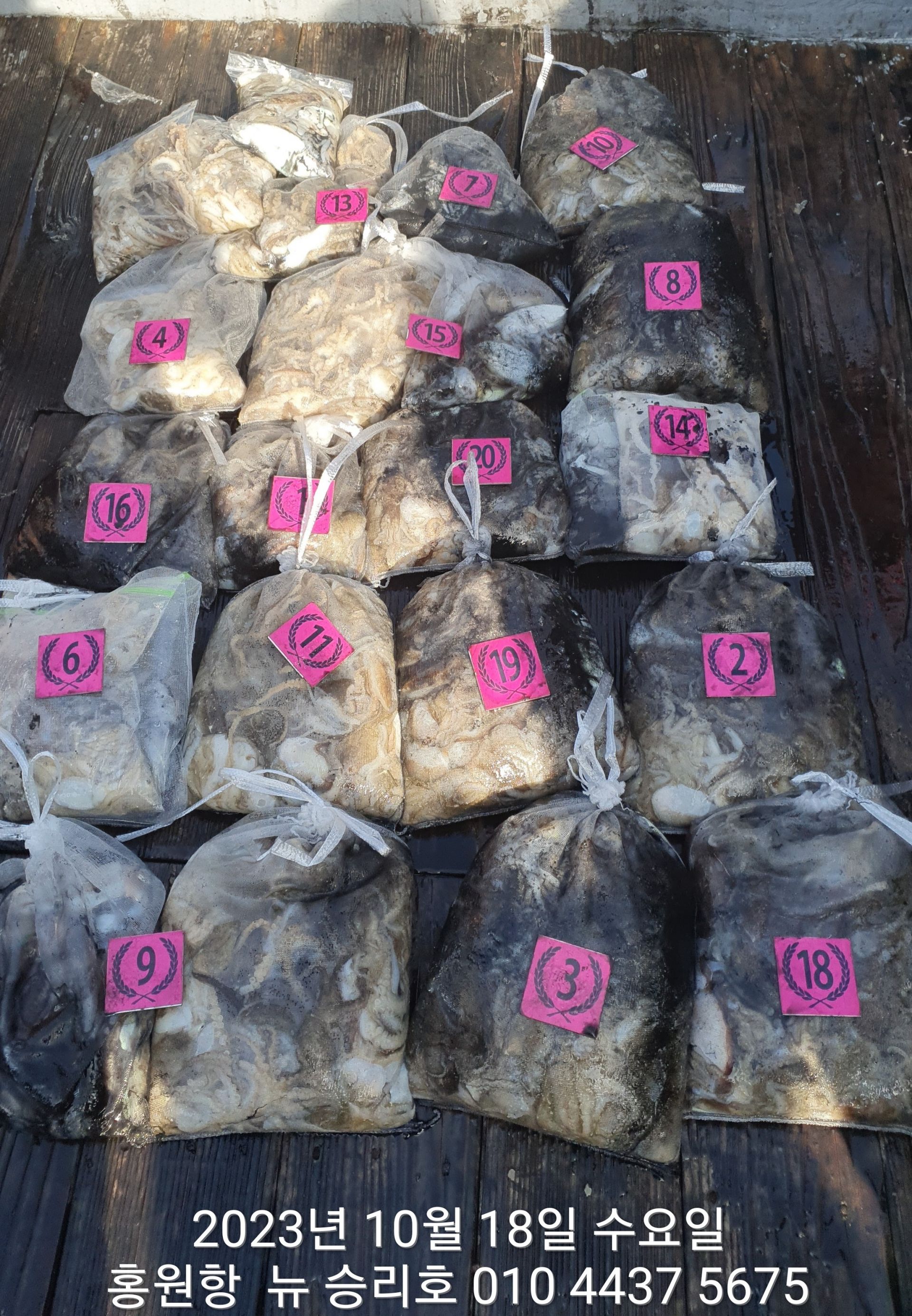 ~~~홍원항~~~ ^^위풍당당^^((뉴~승리호)) 10/18일 *왕~갑이&쭈꾸미* 완~벽~~한 망탱이조황!!