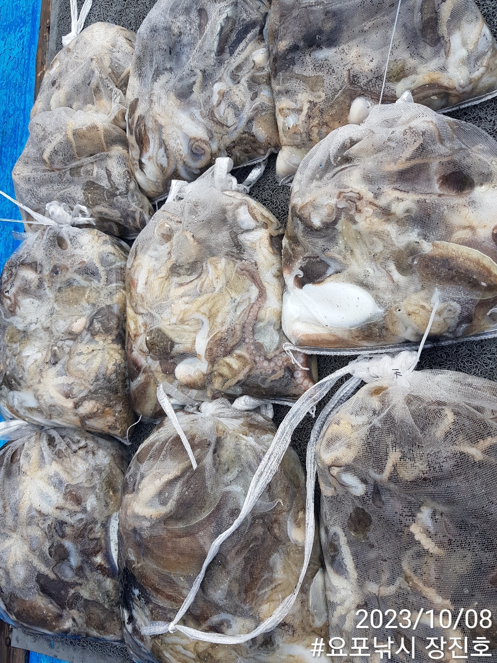 홍원항 요포선단 ~제1선단~ ((장진호)) 10월8일  **갑오징어&쭈꾸미** 빵~빵~한 망태기 조황!!