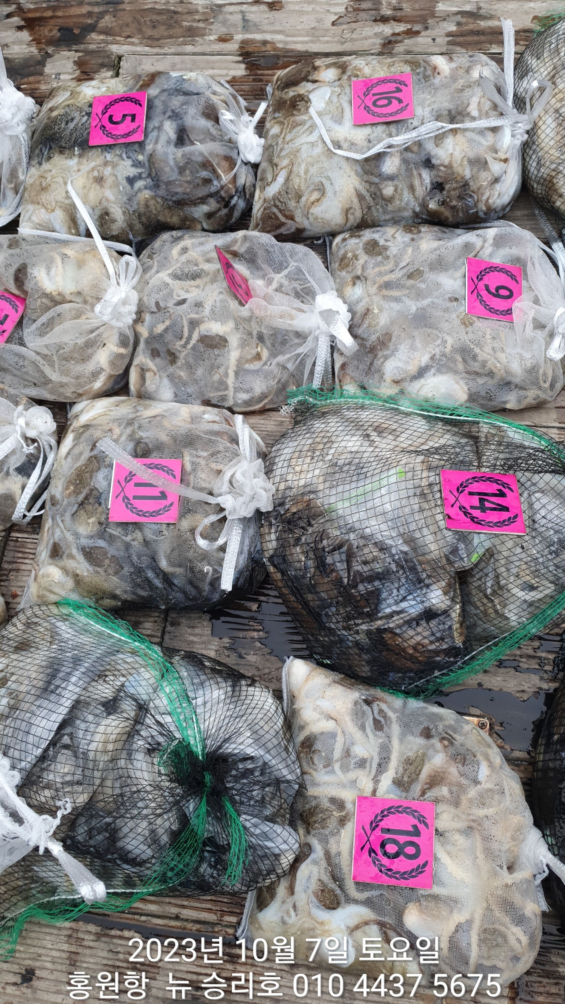 10월7일 홍원항 ^^위풍당당^^ ((뉴~승리호))**갑오징어&쭈꾸미**  충분한 망태기 조황입니다!!