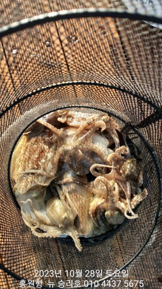 ~~~홍원항 ~~~^^위풍당당^^ ((뉴~승리호)) 28일 새벽부터 *갑오징어&쭈꾸미* 굿~조황입닙니다!!