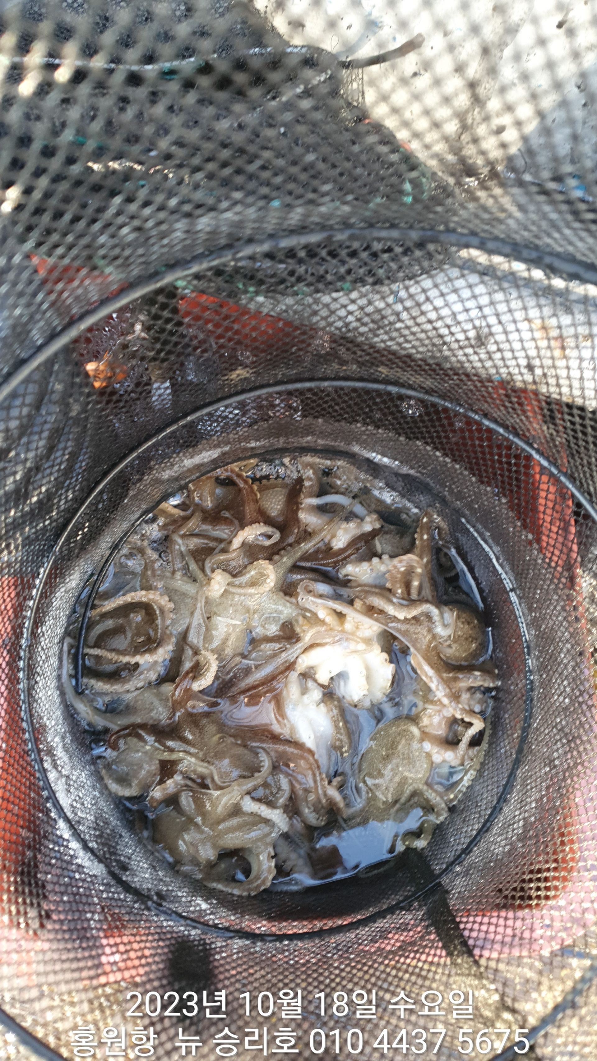 ~~~홍원항~~~ ^^위풍당당^^ ((뉴~승리호)) 10월18일 아침부터  *갑이&쭈꾸미* 조황은 굿~굿~~