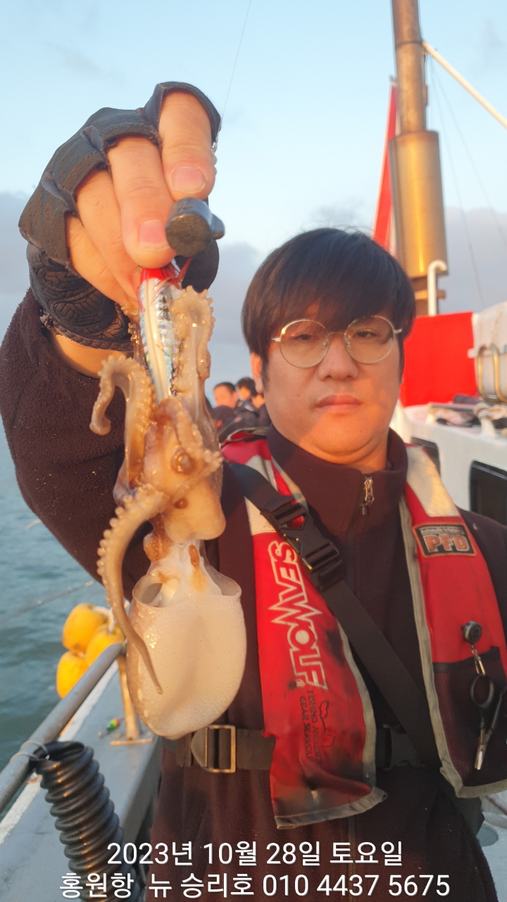 ~~~홍원항 ~~~^^위풍당당^^ ((뉴~승리호)) 28일 새벽부터 *갑오징어&쭈꾸미* 굿~조황입닙니다!!