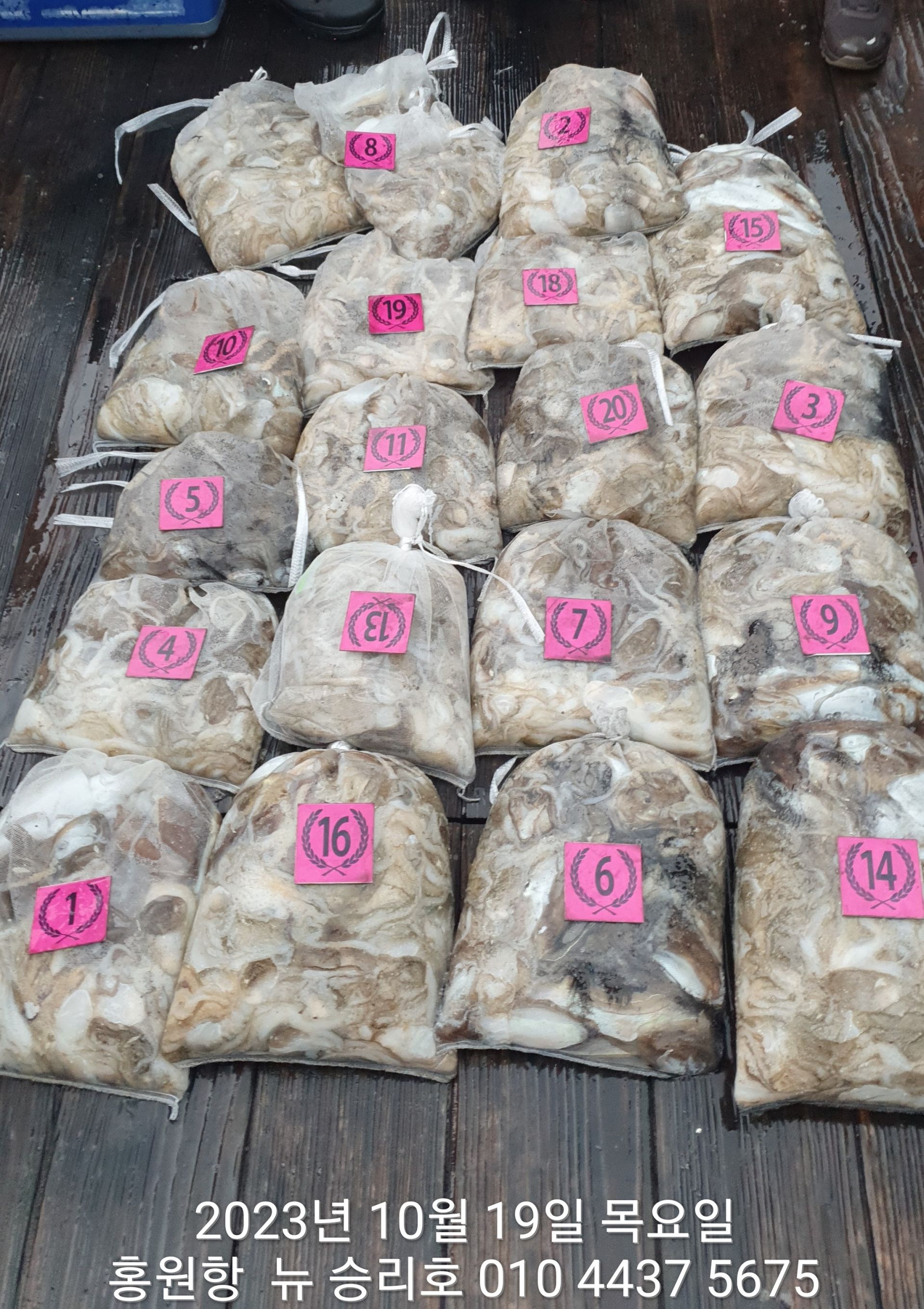 10월19일 ~~홍원항~~ ^위풍당당^((뉴~승리호)) *왕~갑이&쭈꾸미* 터질듯 빵~빵~~한 망탱이조황!!