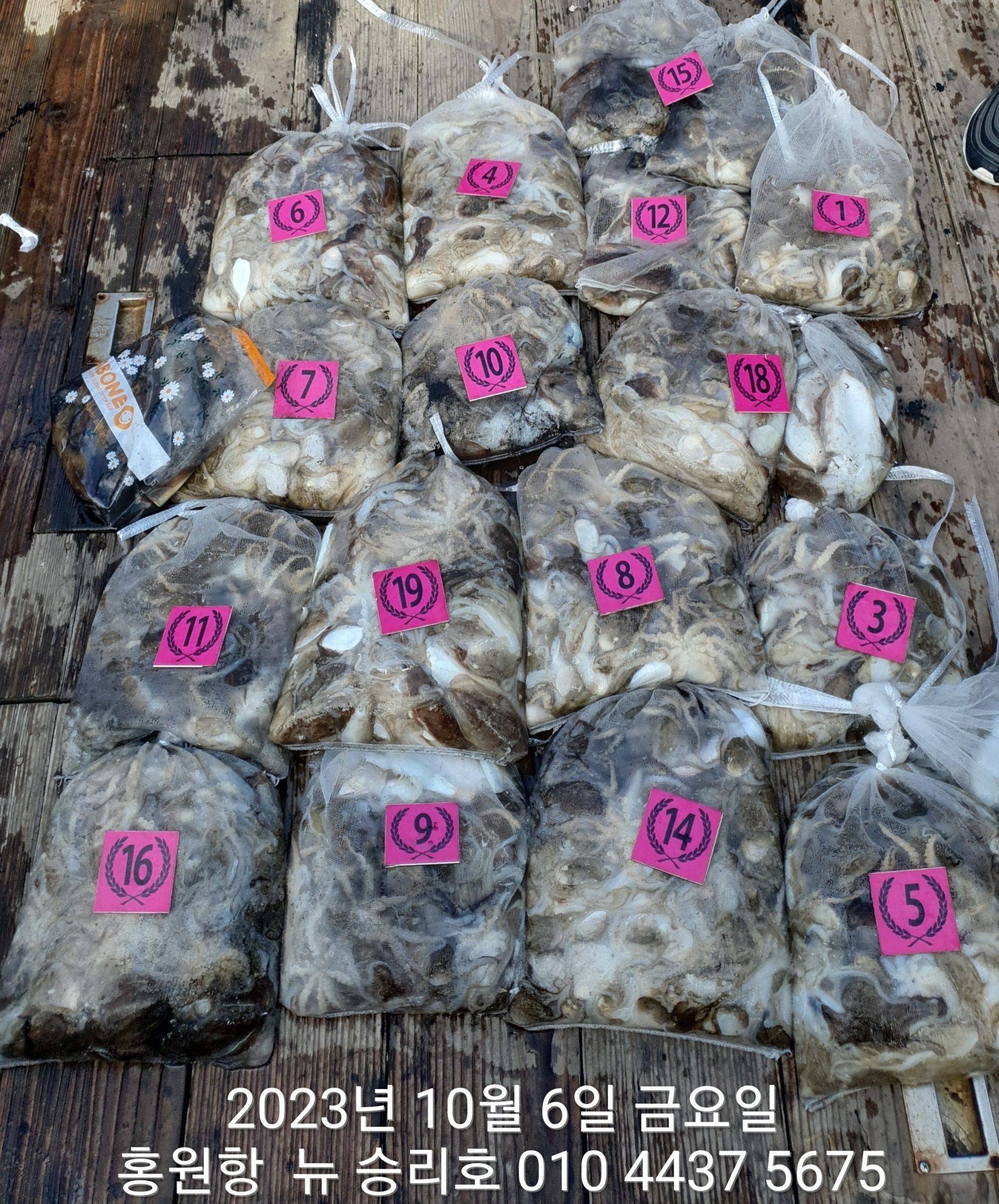 홍원항 ^^위풍당당^^ ((뉴~승리호)) 10/6  1인 갑1망&쭈1망 *2 망태기* 대~박~~조황!!