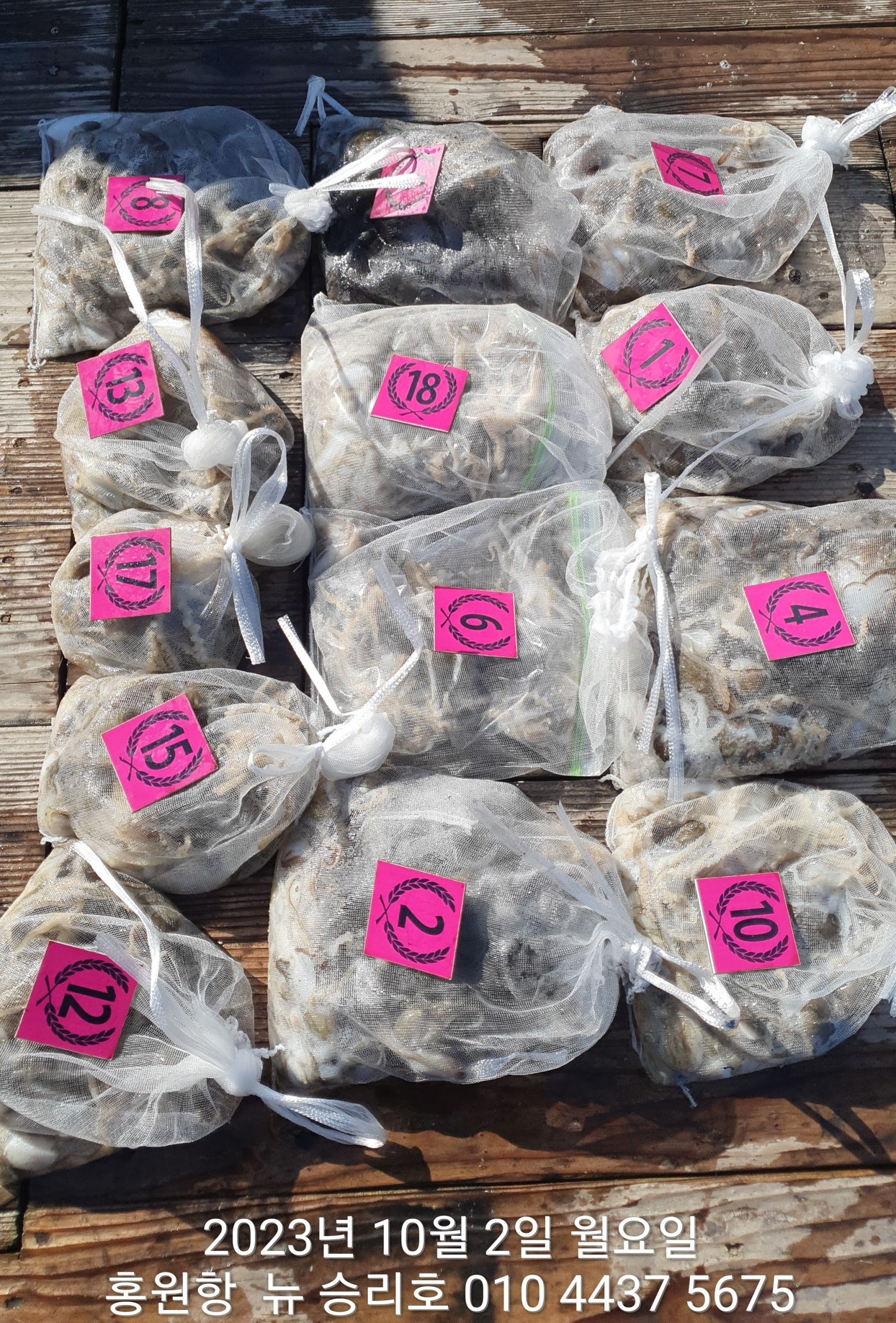 홍원항 ^^위풍당당^^ ((뉴~승리호)) 10월2일 **갑오징어&쭈꾸미** 망태기 조황입니다!!