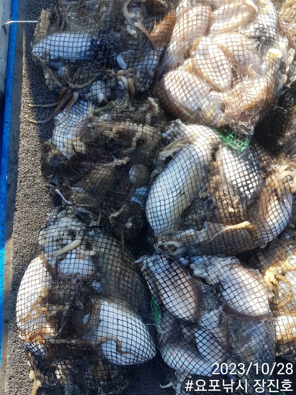10월28일 ~~홍원항~~요포선단 *제1선단* ((장진호)) #왕갑이&쭈꾸미# 충~분~한 망태기 조황!!