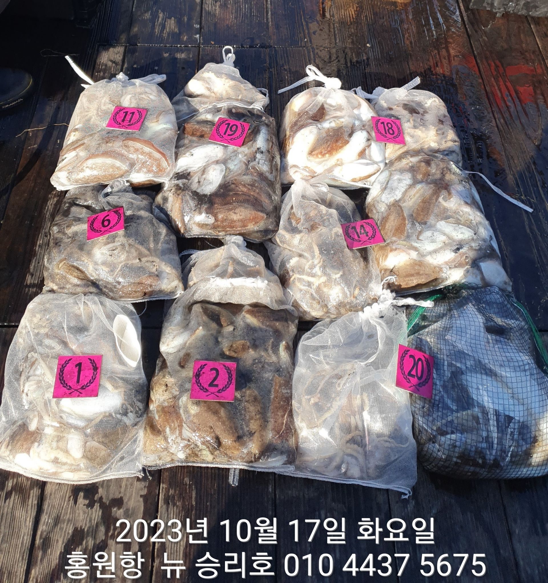 ~~~홍원항~~~^^위풍당당^^((뉴~승리호)) 10/17일*갑이와쭈꾸미* 만~족~~한 망탱이 조황!!