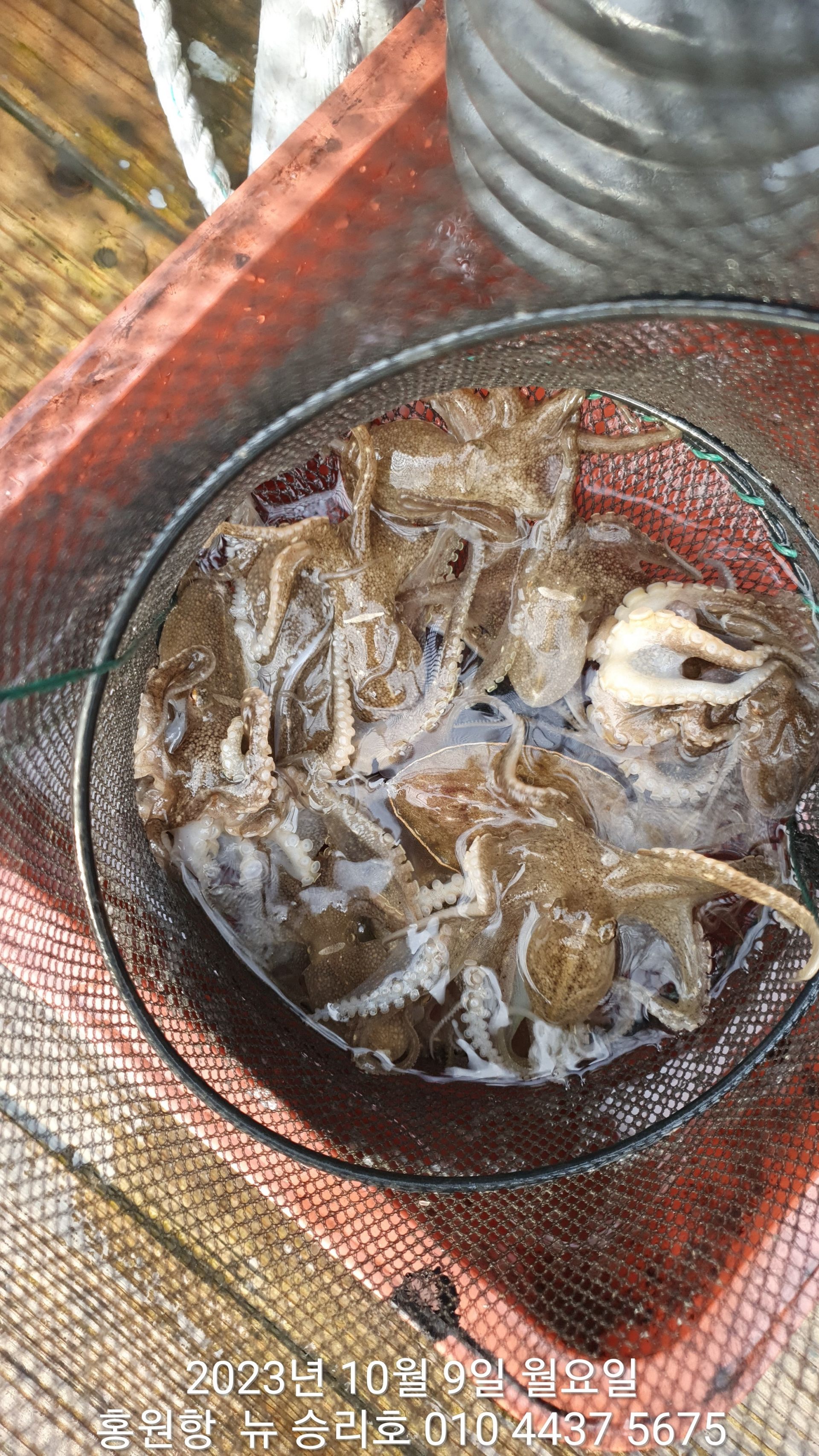 홍원항 ^^위풍당당^^ ((뉴~승리호)) ** 갑오징어&쭈꾸미** 10월9일 아침부터 홧~팅~~입니다!!