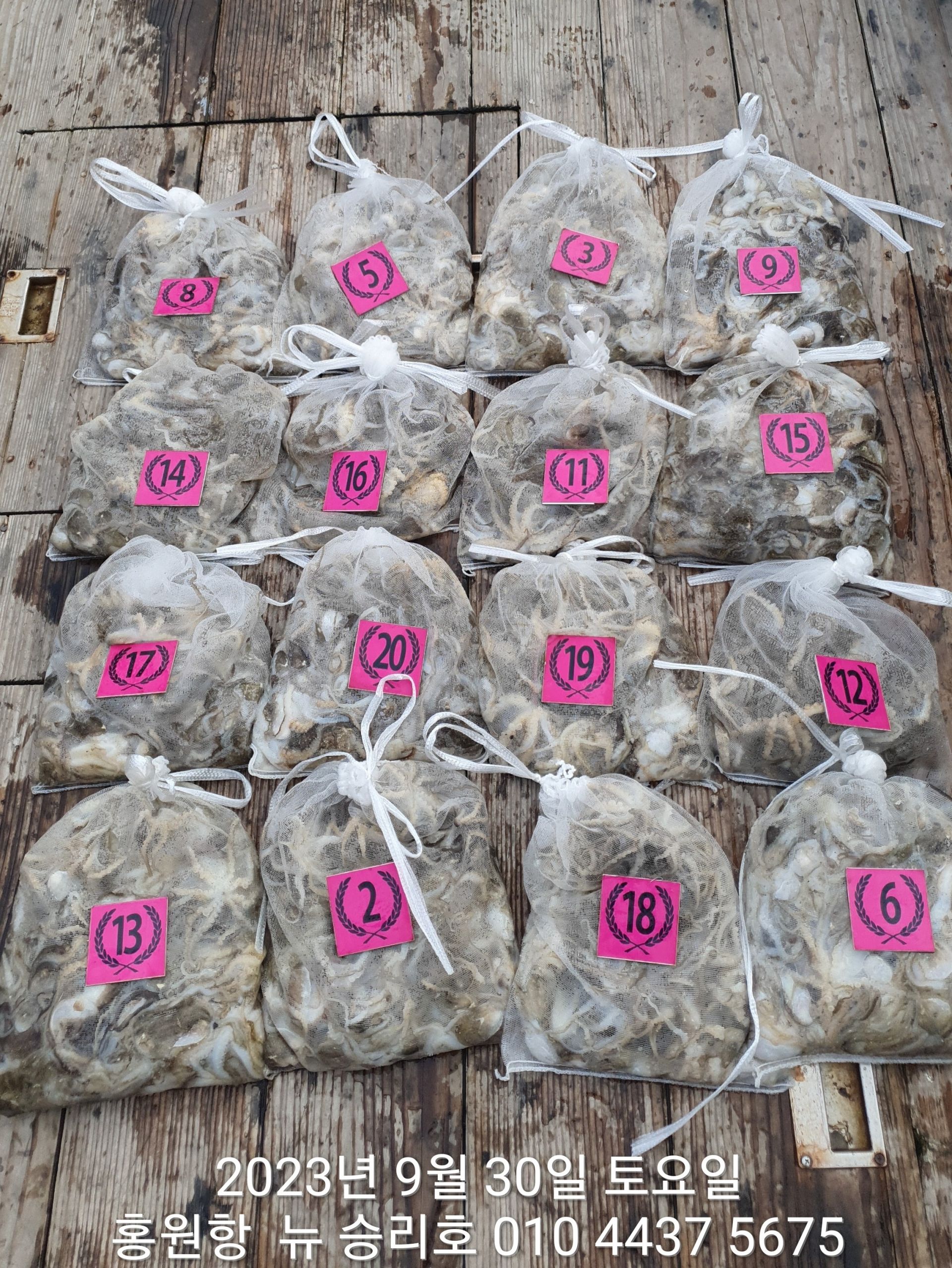 홍원항 ^^위풍당당^^ ((뉴~승리호)) 9월30일 쭈&갑 망태기는 풍~성  ``한 조황니다!!