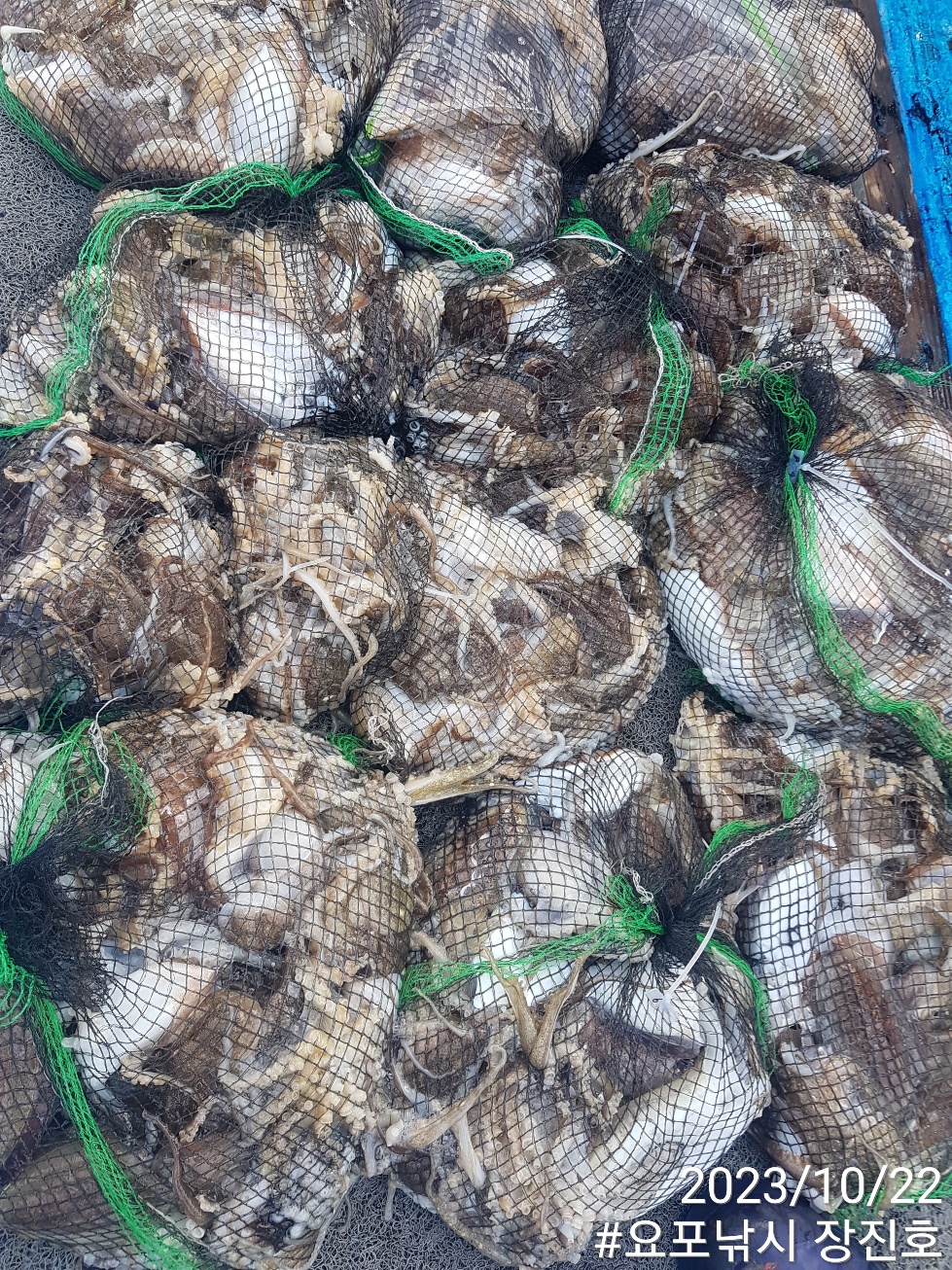 10월22일 ~~홍원항~~ 요포선단~제1선단~ ((장진호)) *왕~갑이&쭈꾸미* 빵~빵~한 망태기 조황!!