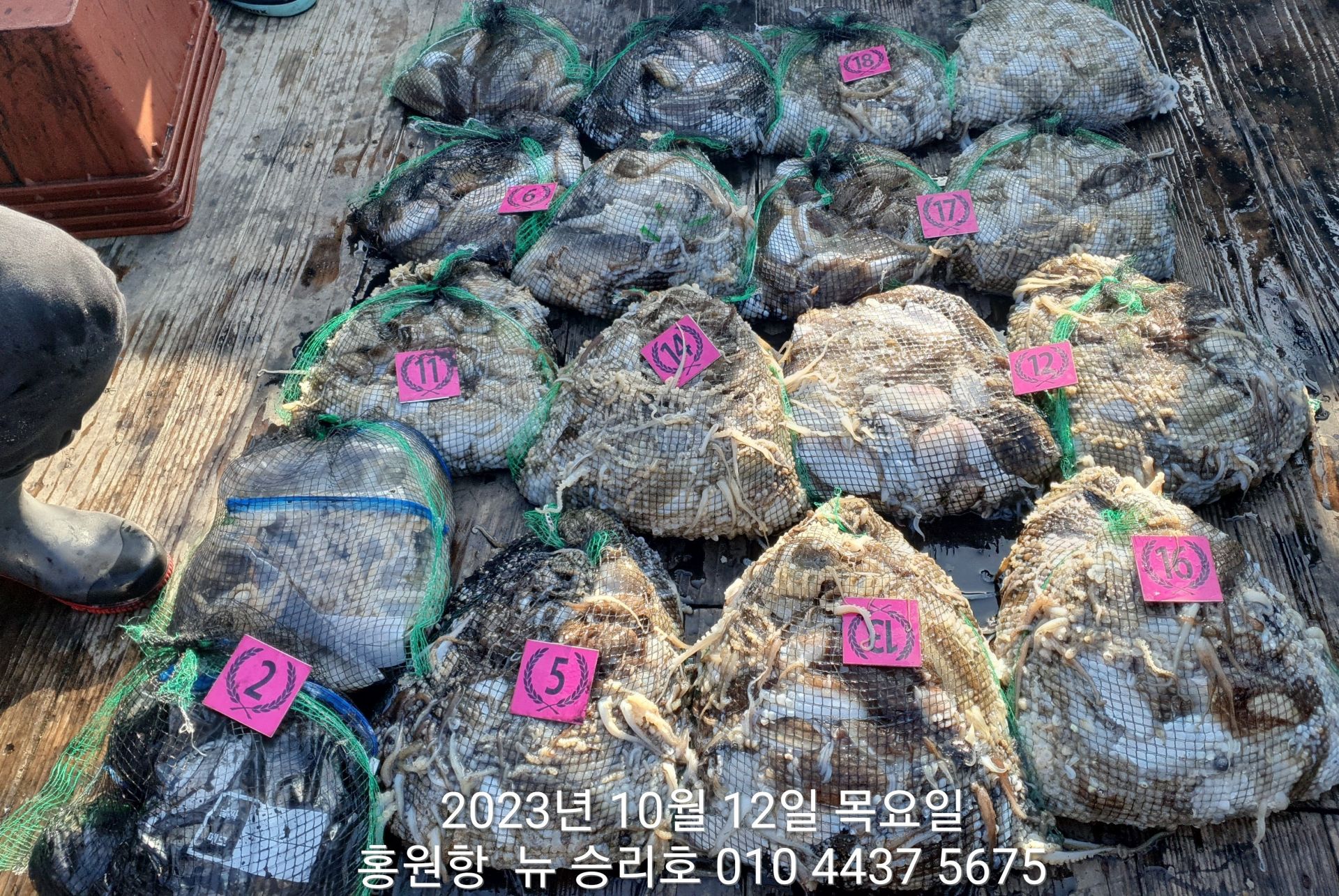 ******어부의조황*****10/12 홍원항 ^^위풍당당^^ ((뉴~승리호)) 10인의 완~죤~~ 대박!!