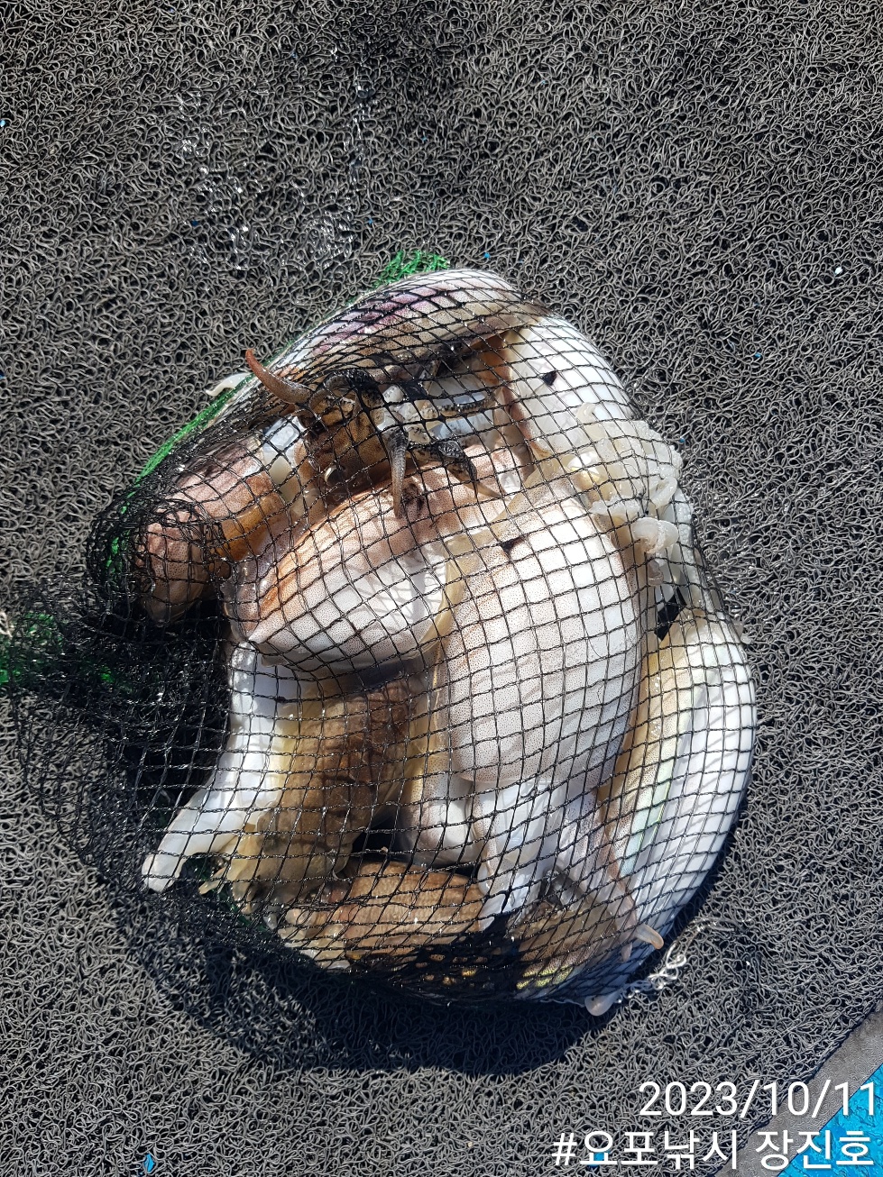 10월11일 요포선단~제1선단~ ((장진호)) 김선장님 포인트확인  짬낚 조황입니다!!