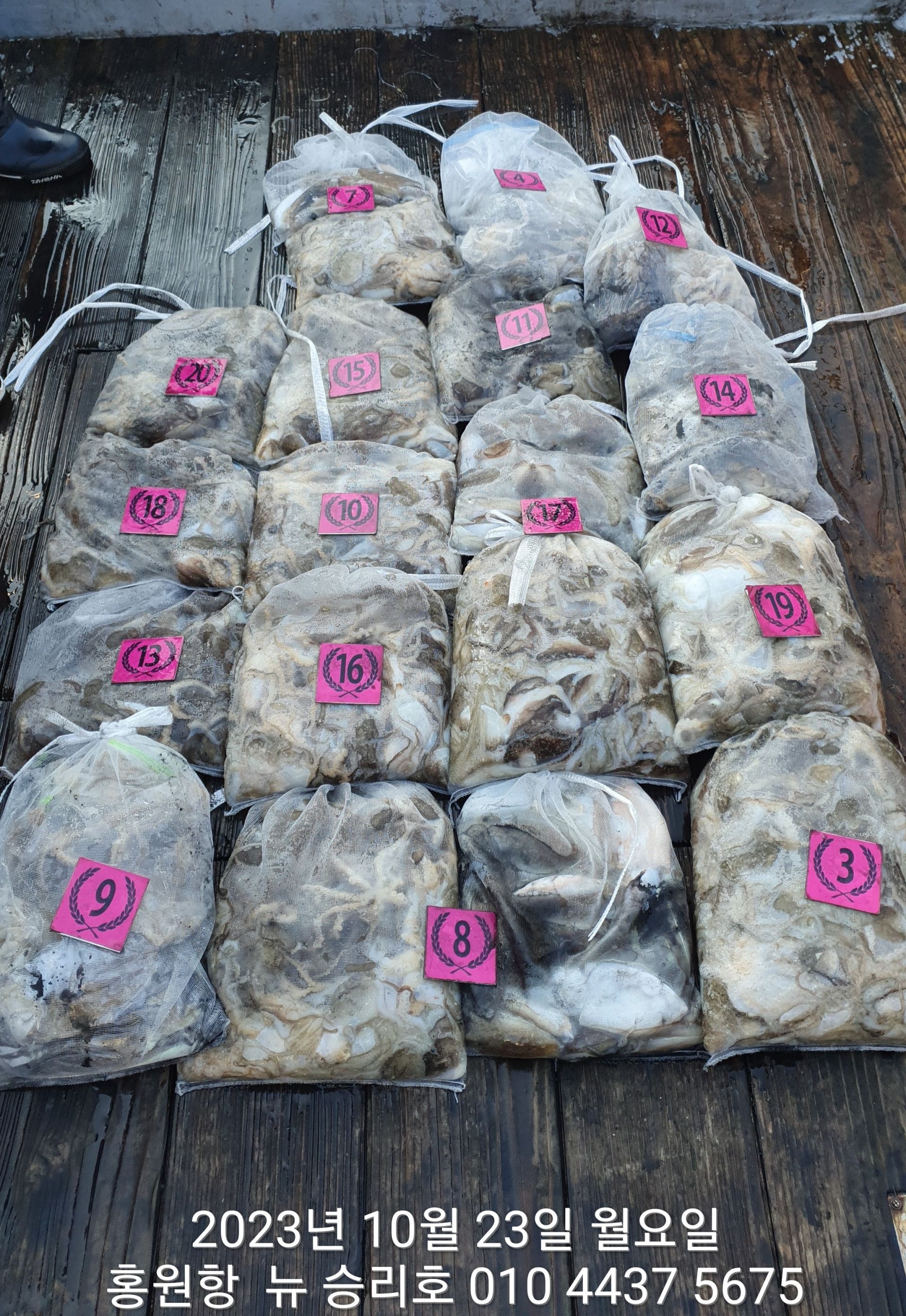 ~~~홍원항~~~ ^^위풍당당^^ ((뉴~승리호))10월23일 *왕~갑이&쭈꾸미* 만~족~한 망태기 조황!!