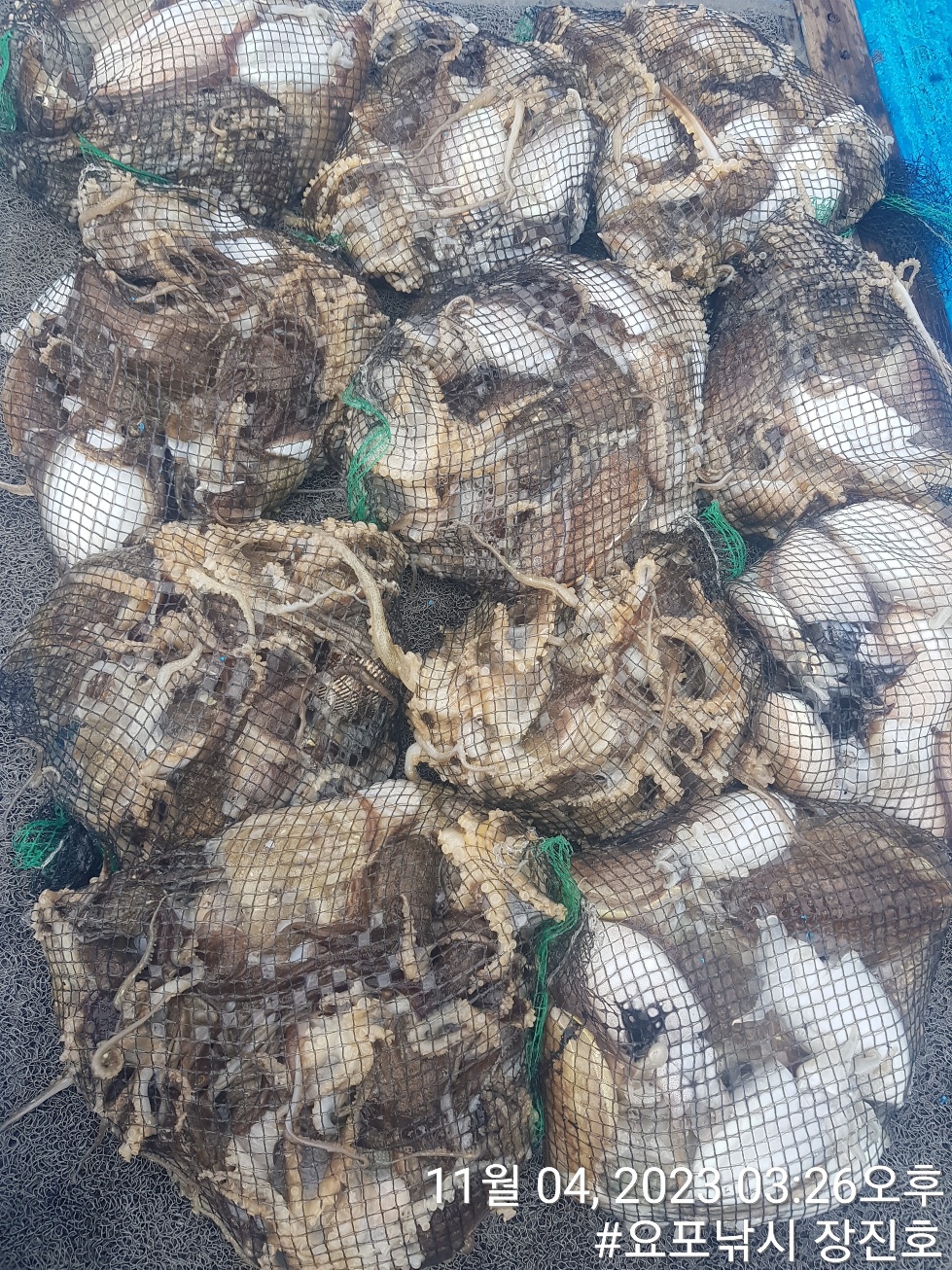 11월4일 홍원항 요포선단 ~제1선단~((장진호)) *갑오징어&쭈꾸미* 망태기조황!!