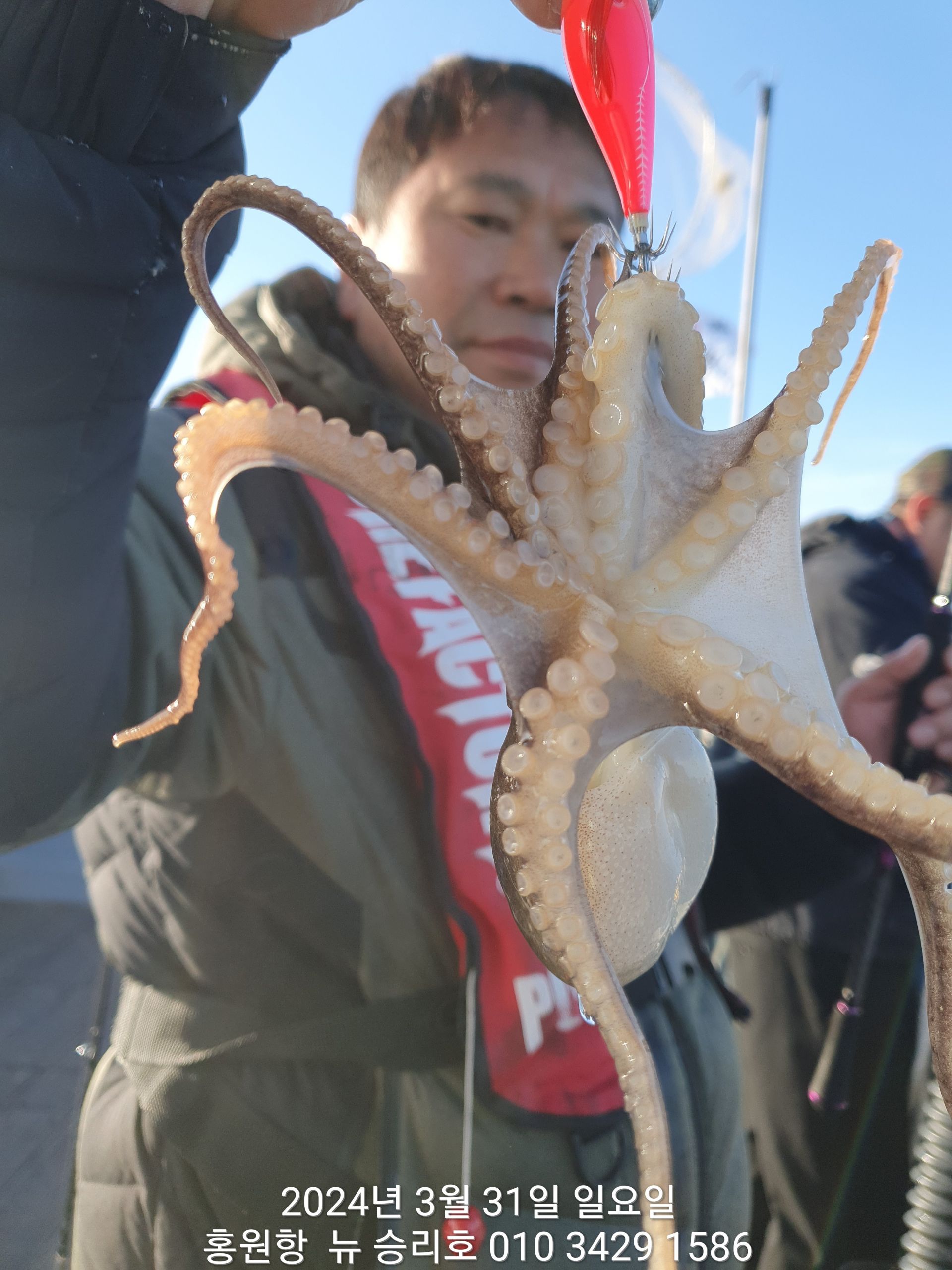 홍원항 ^^위풍당당^^ 뉴~승리호 31일 아침 1시간 봄 (알)쭈꾸미 조황 올려 드립니다!!