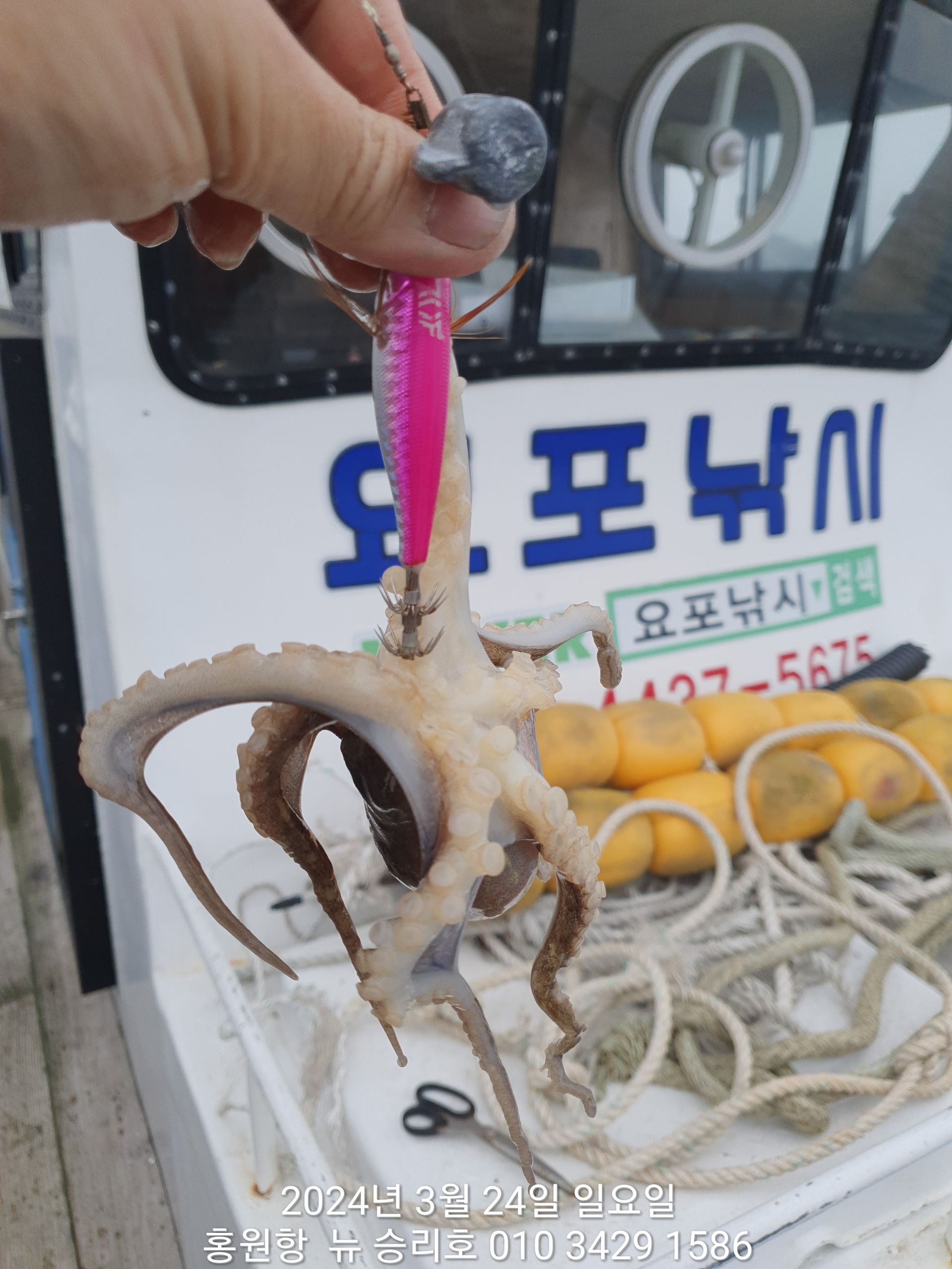 3월24일 홍원항 요포선단 ^위풍당당^ 뉴~승리호 선장님 봄 알쭈꾸미 짬낚조황입니다!!