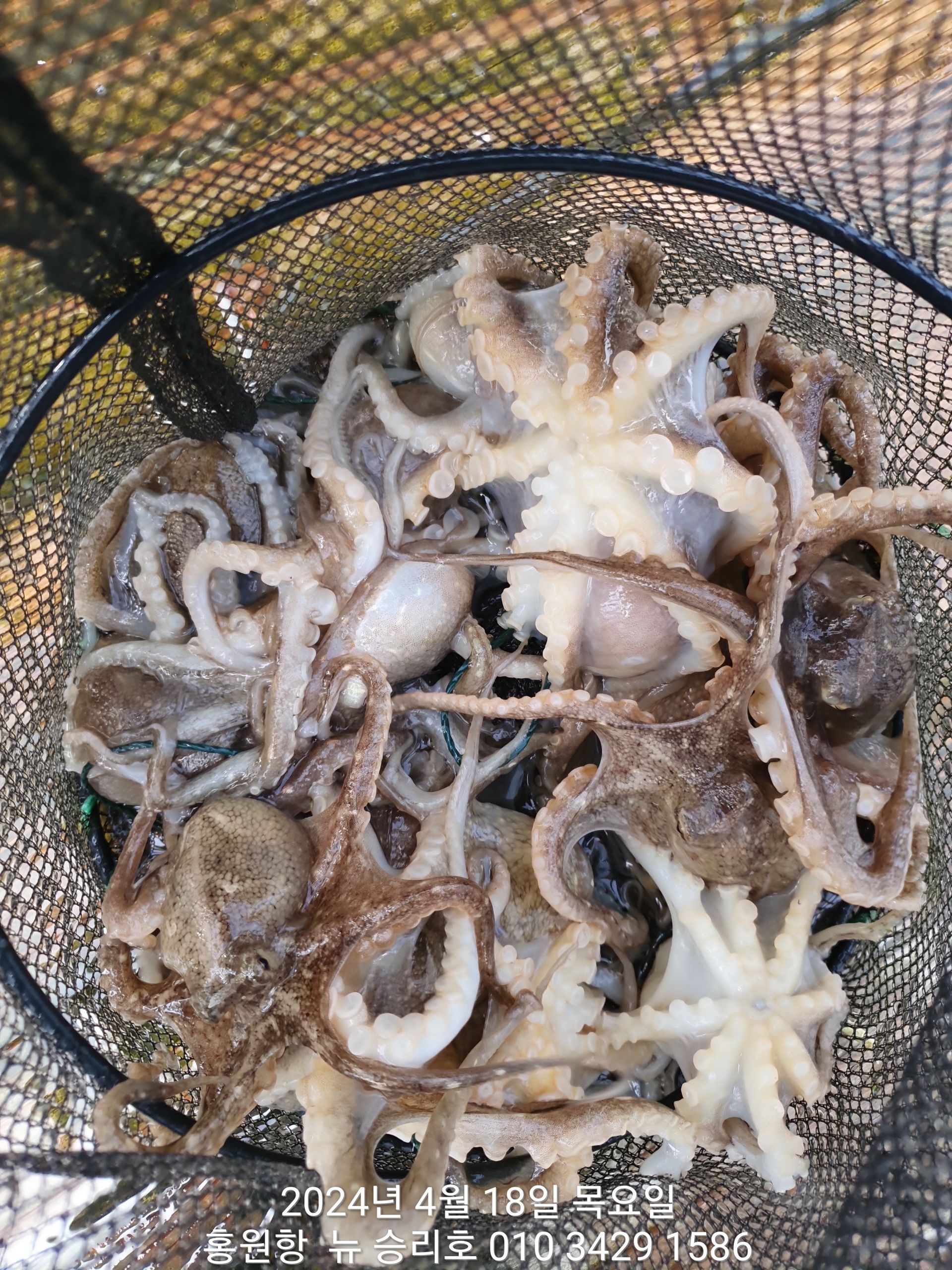 4월18일 (홍원항) ^^위풍당당^^ 뉴~승리호 7분의 홧~팅~ 조황입니다!!