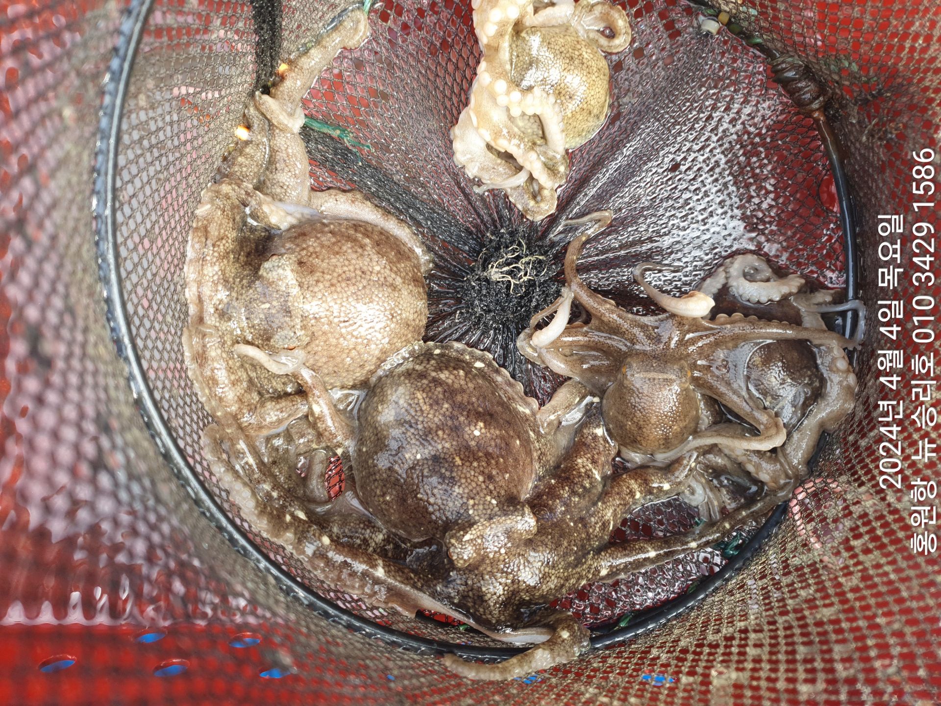 4월4일 홍원항 ^^위풍당당^^ 뉴~승리호 선비활인(5만원) 이벤트 선장님 탐사 조황입니다!!