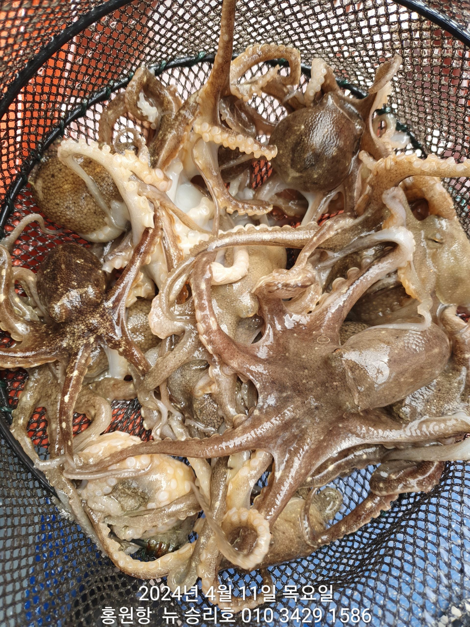 4월11일 홍원항 ^^위풍당당^^ 뉴~승리호 선장님 봄 (알)쭈꾸미 조황 올려드립니다!!