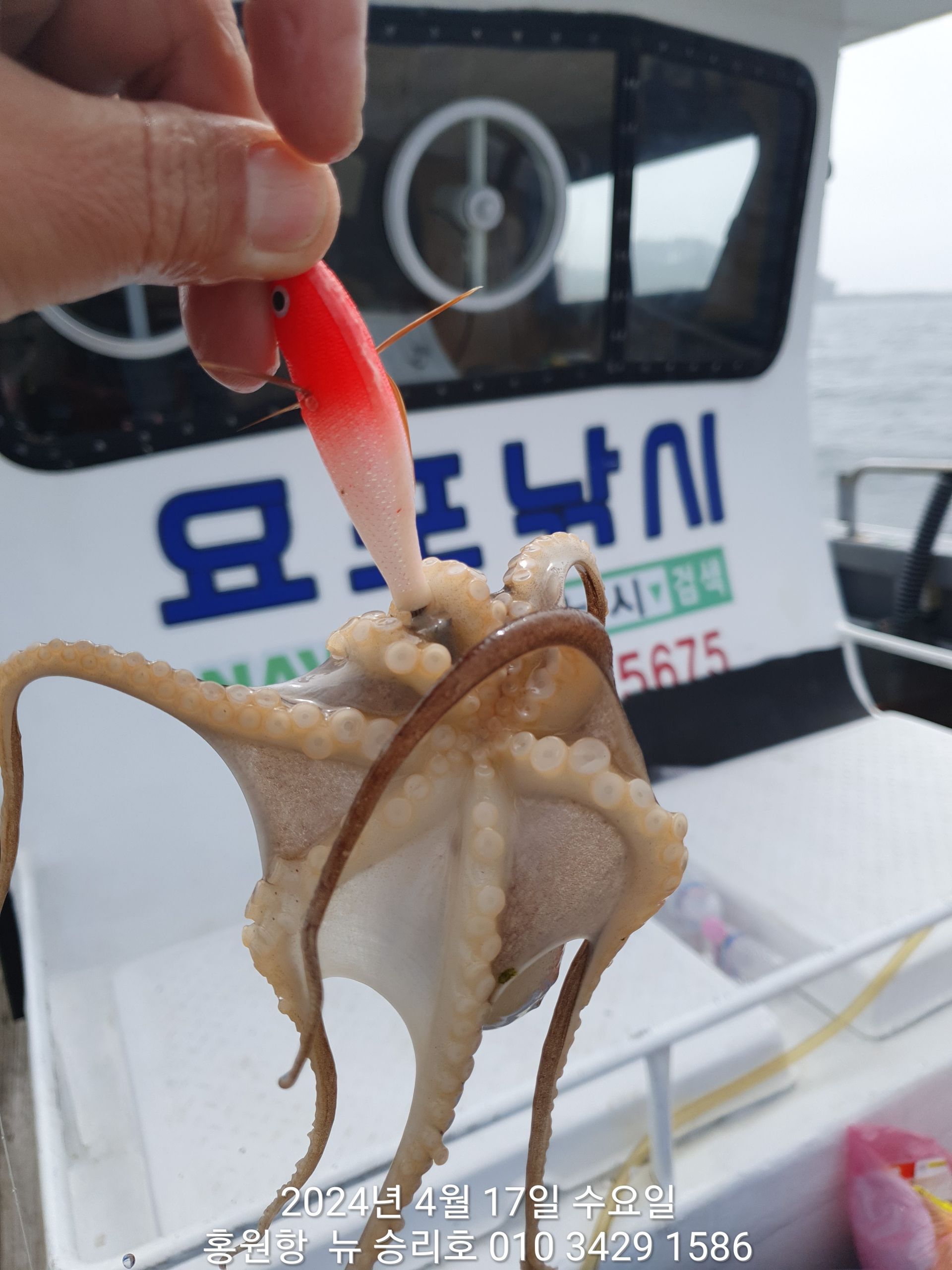 4월17일 홍원항 ^^위풍당당^^ 뉴~승리호 선비활인(5만원) 이벤트 선장님 탐사 조황입니다!!