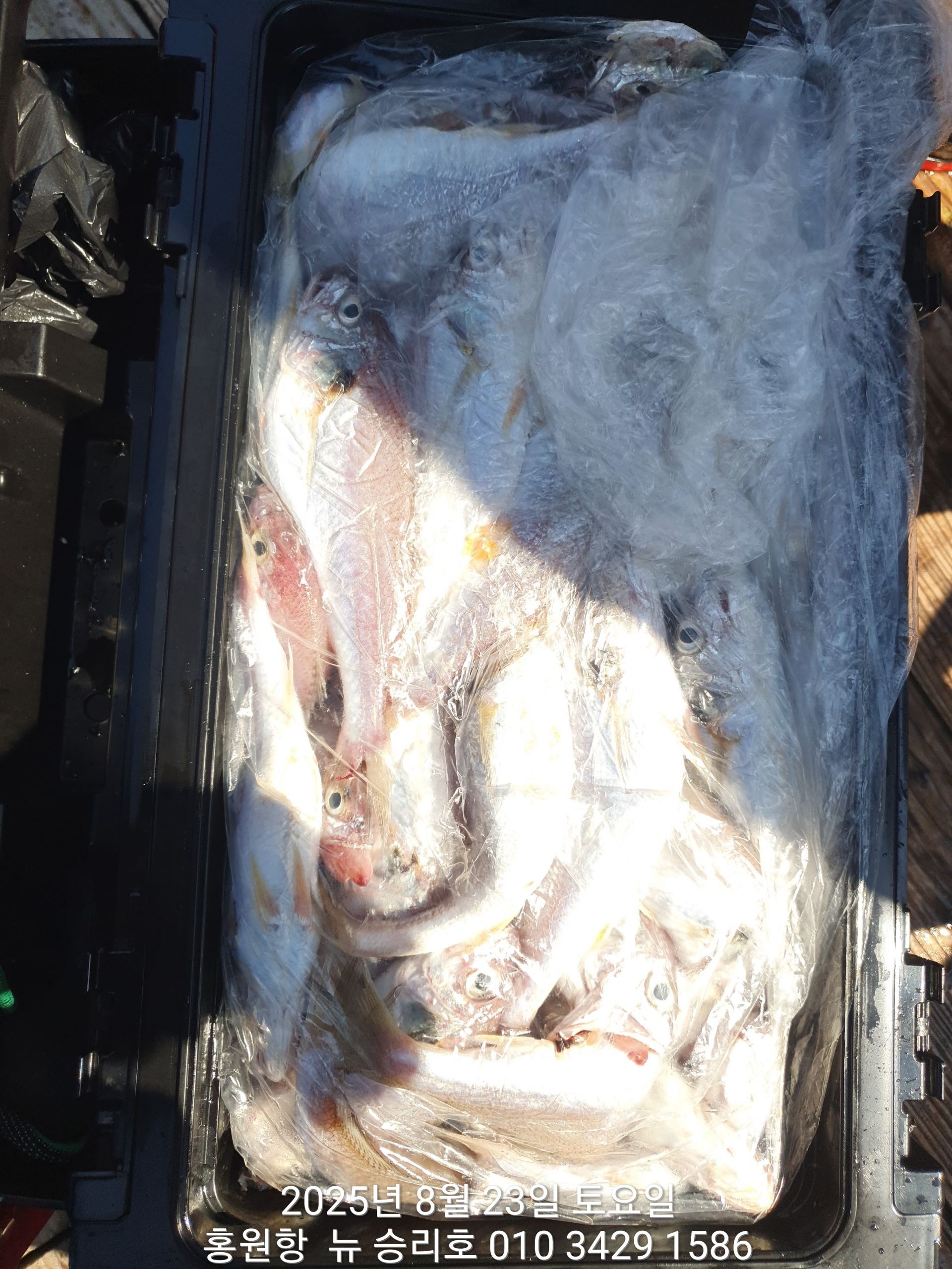 8월23일 **황금빛 부세&백조기** ^위풍당당^(뉴~승리호)모두가 행~복~한조황입니다!!