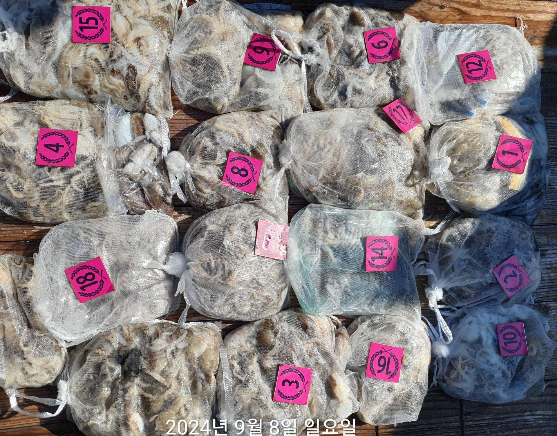 ~~출조정보~~ (쭈꾸미 낚시의 원조 홍원항) 2025년도 요포선단 잔여석에 동참 하실분은 연락 주세요!!