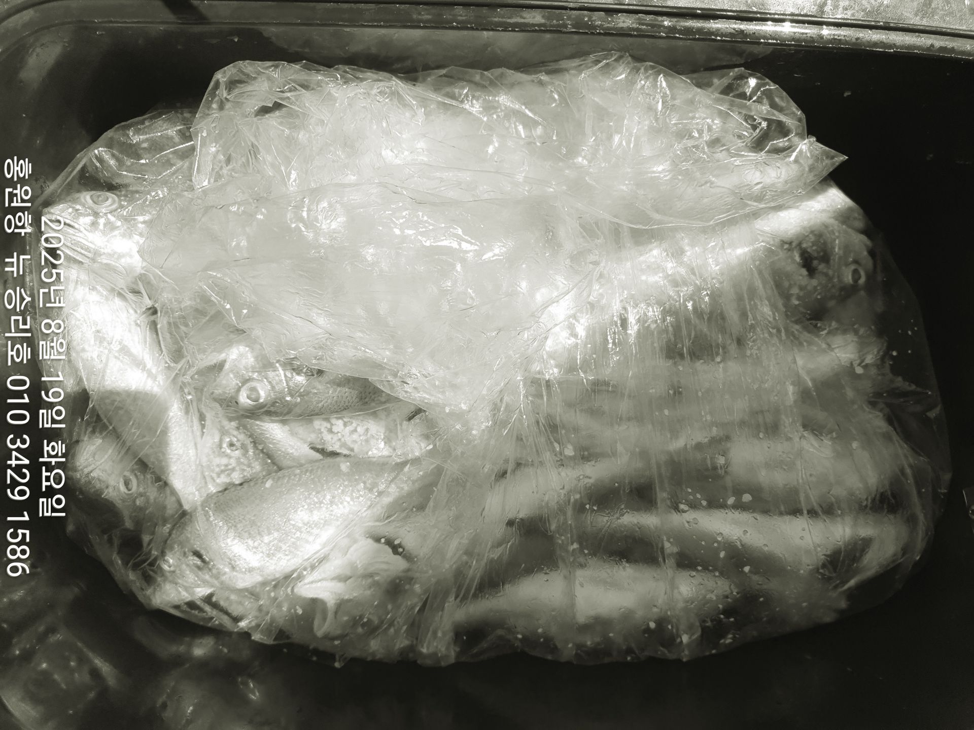 ^위풍당당^(뉴~승리호)8월19일*황금빛 부세&백조기*(선비5만원&상품 이벤트)1인 2봉지 대~박~조황!!